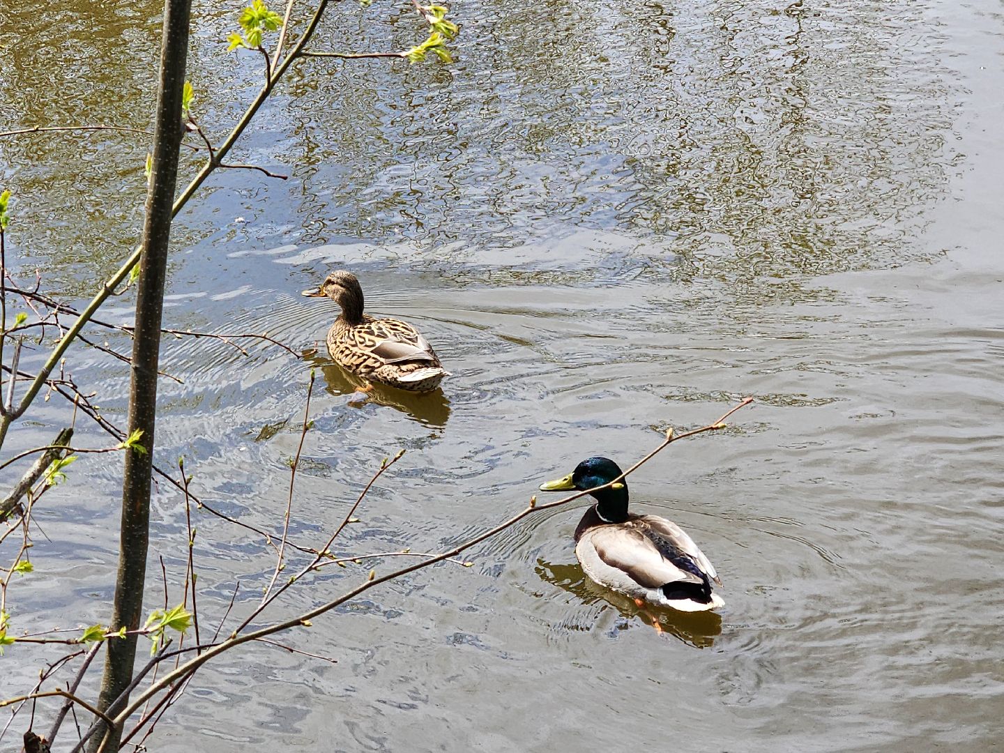 Ногинск, Набережная, Клязьма, Лавровка, Утки, Ондатры,