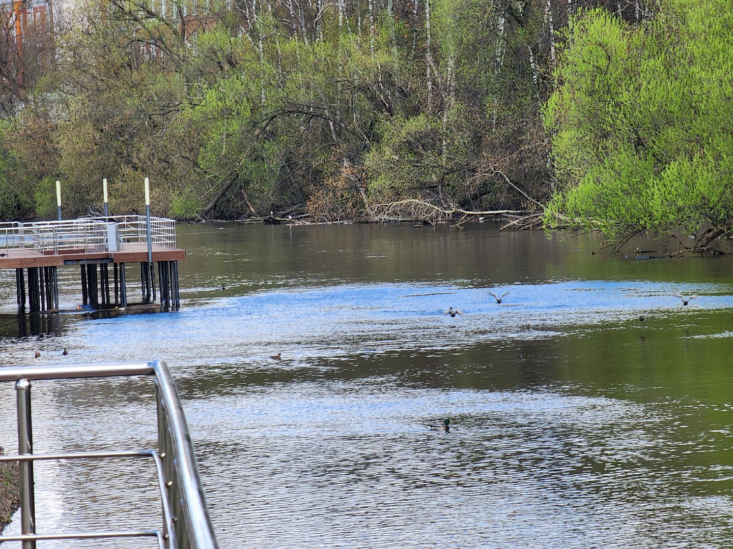 Ногинск, Набережная, Клязьма, Лавровка, Утки, Ондатры,