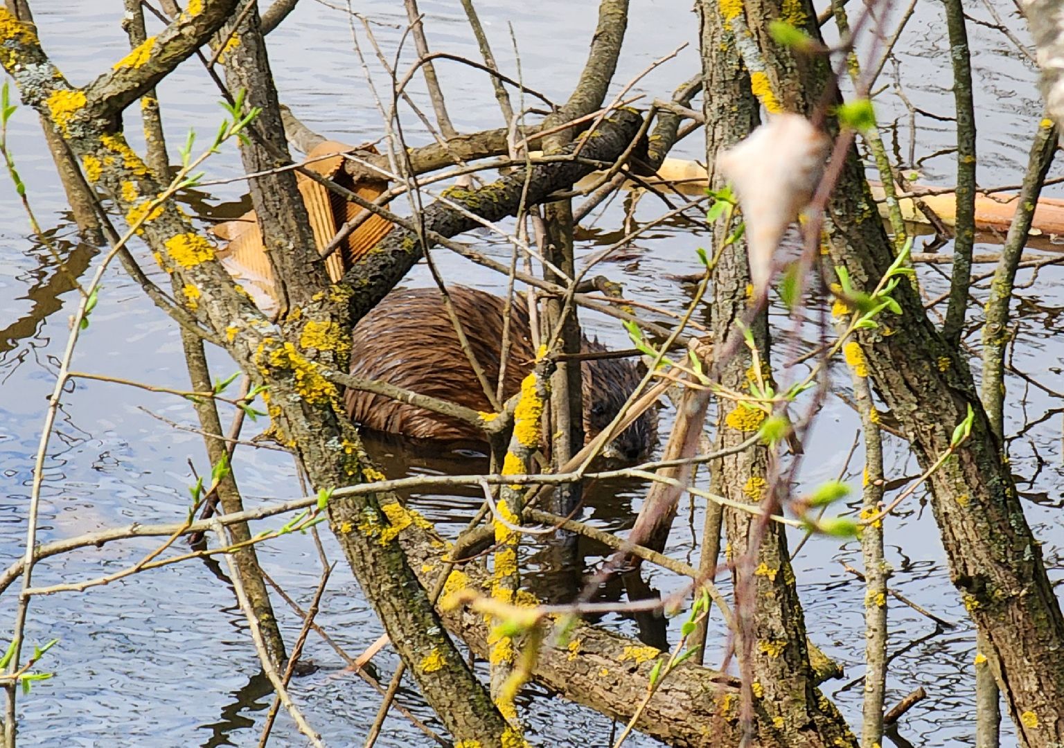 Ногинск, Набережная, Клязьма, Лавровка, Утки, Ондатры,