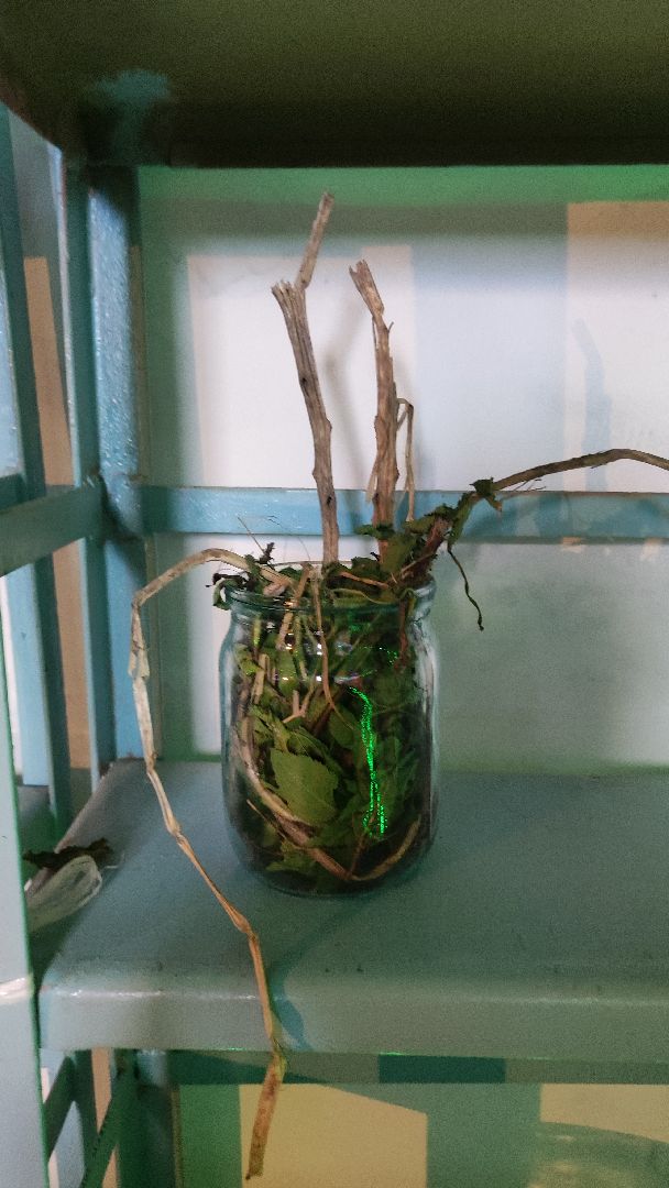 волоколамск, волоколамская библиотека, библионочь, квест, Гарри Поттер,