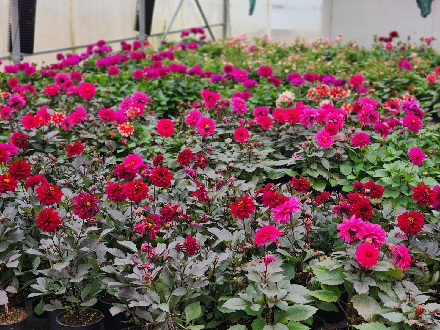 чехов, экономика, тепличный комплекс, рассада, цветы,