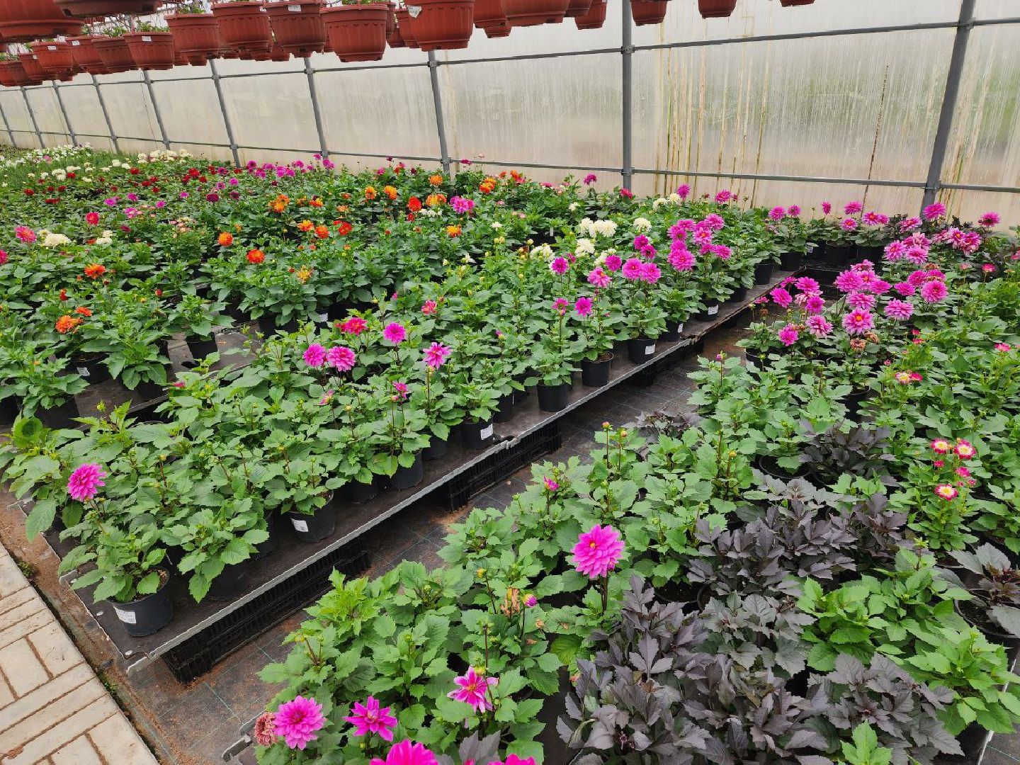 чехов, экономика, тепличный комплекс, рассада, цветы,