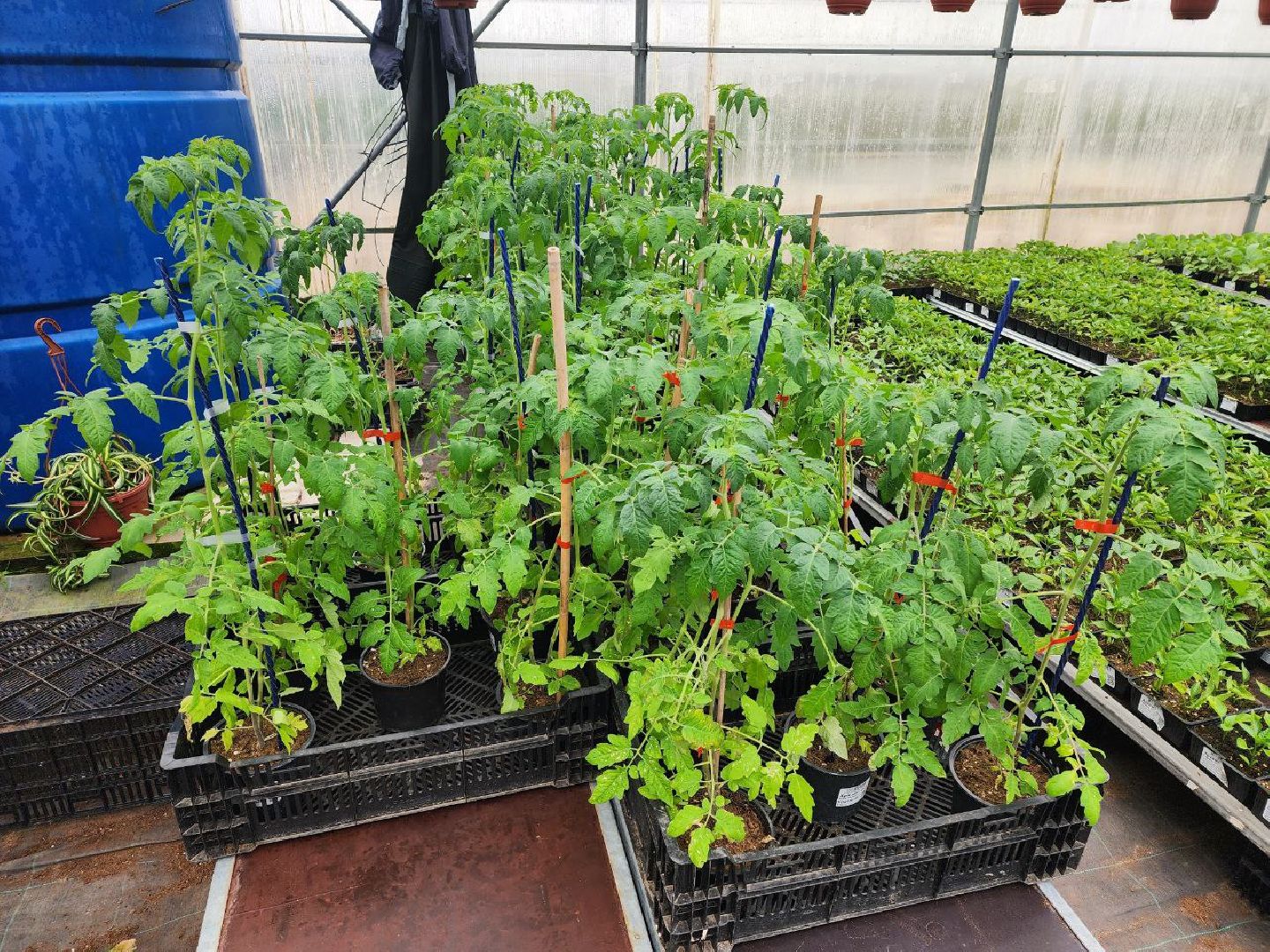 чехов, экономика, тепличный комплекс, рассада, цветы,