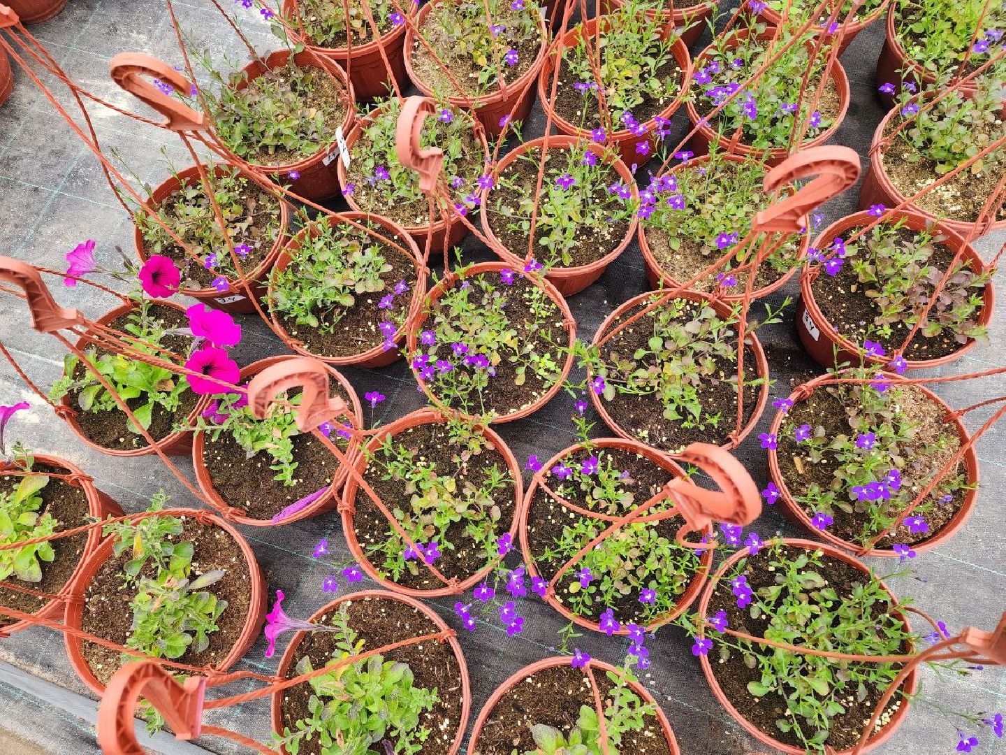 чехов, экономика, тепличный комплекс, рассада, цветы,