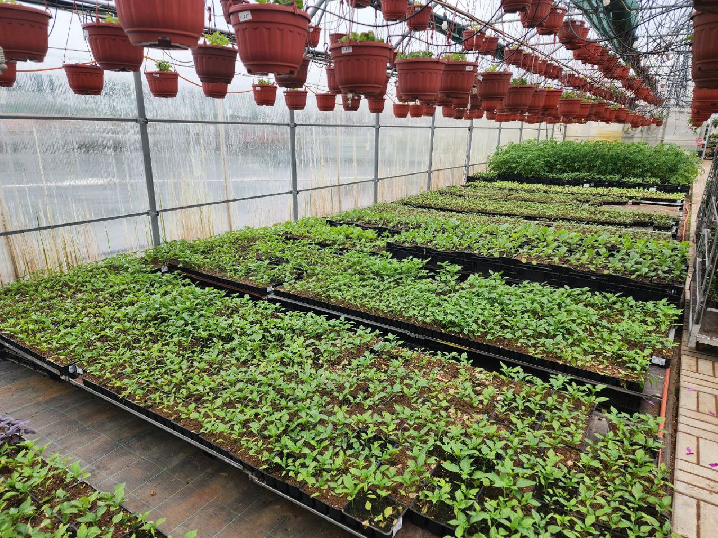 чехов, экономика, тепличный комплекс, рассада, цветы,