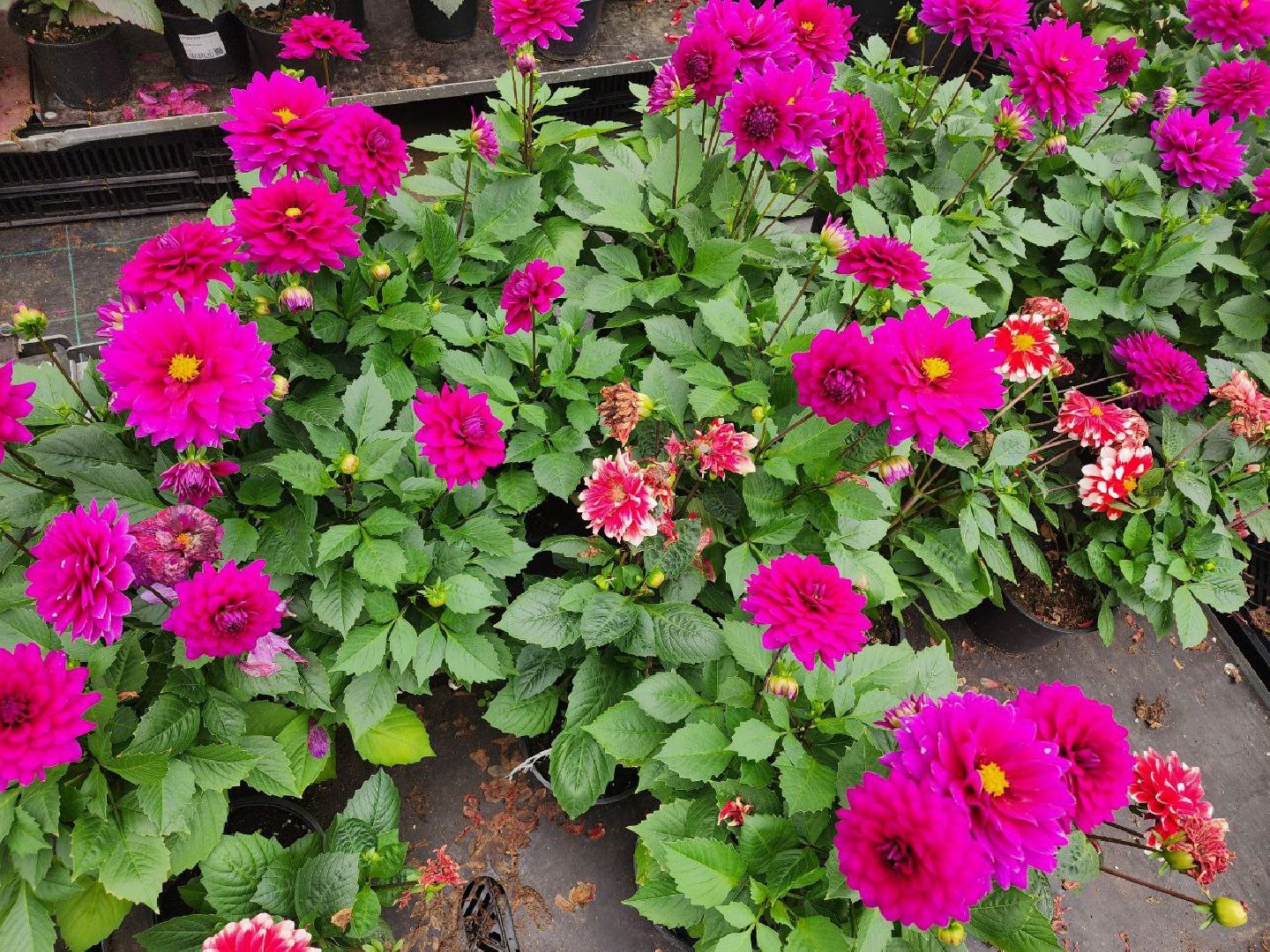 чехов, экономика, тепличный комплекс, рассада, цветы,