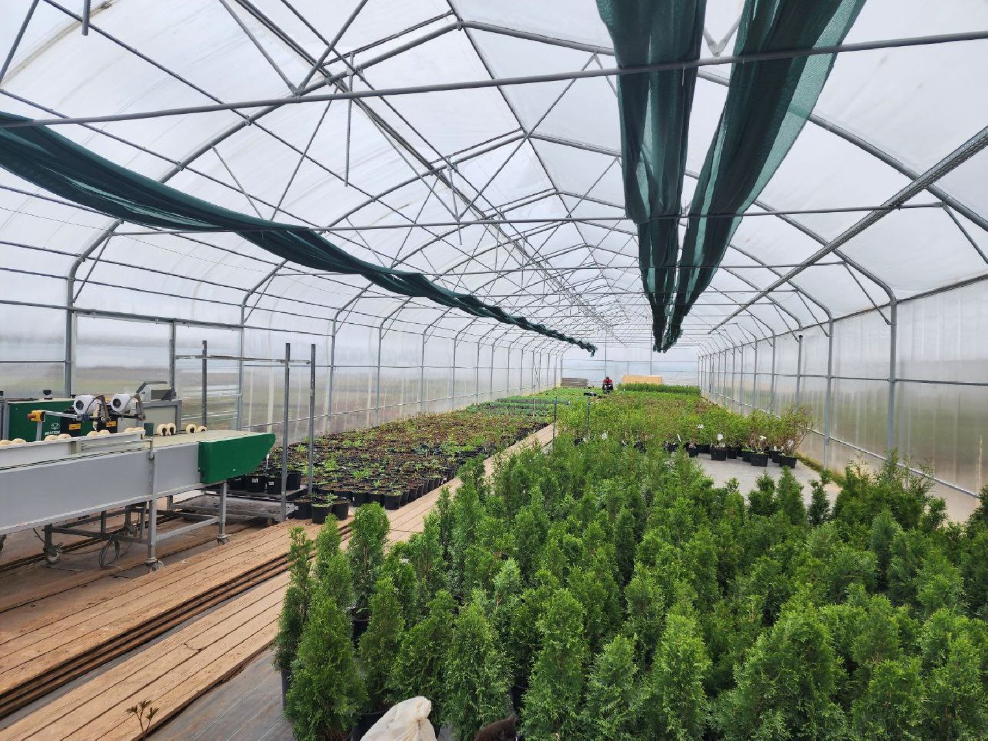 чехов, экономика, тепличный комплекс, рассада, цветы,