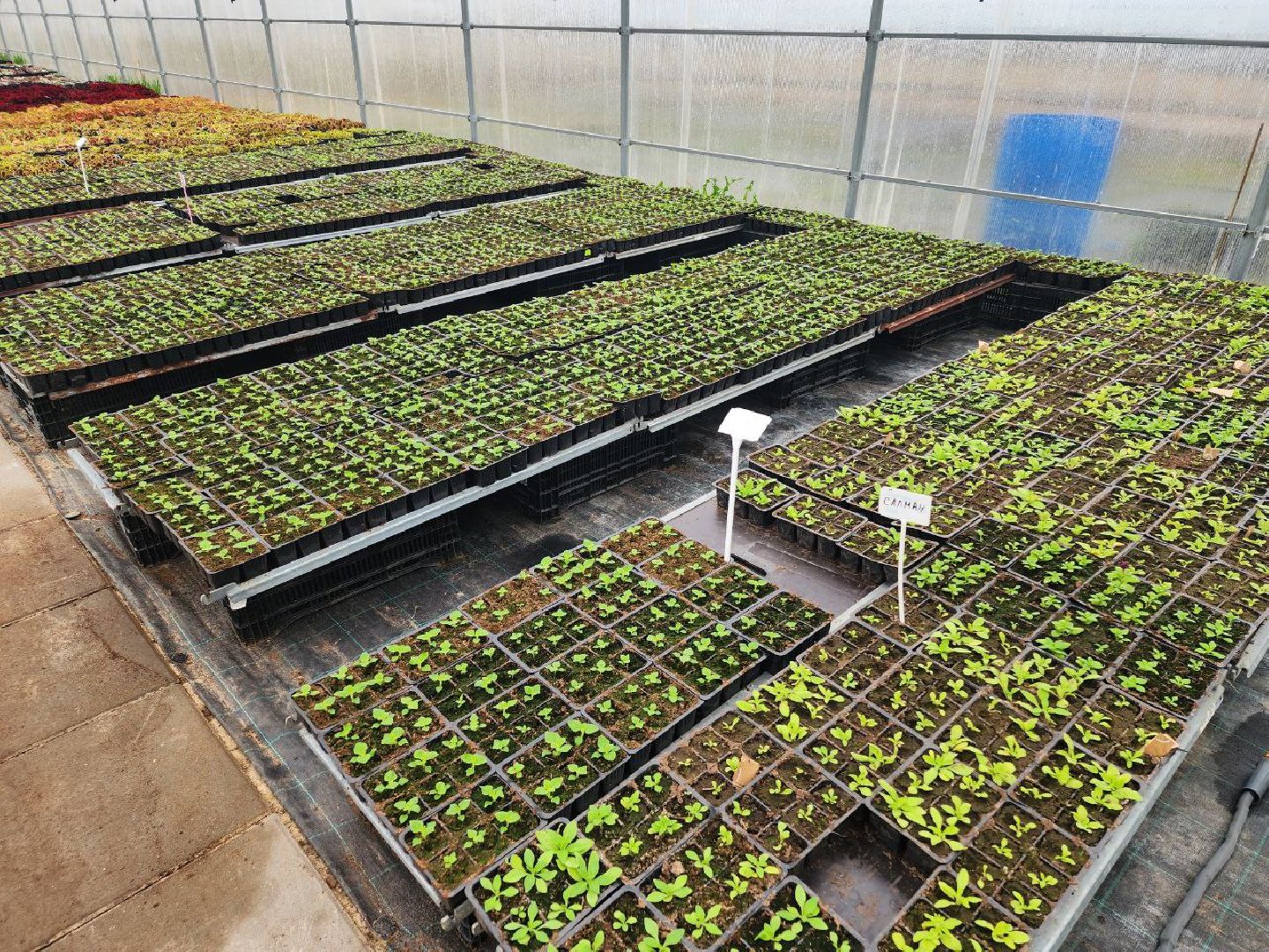 чехов, экономика, тепличный комплекс, рассада, цветы,