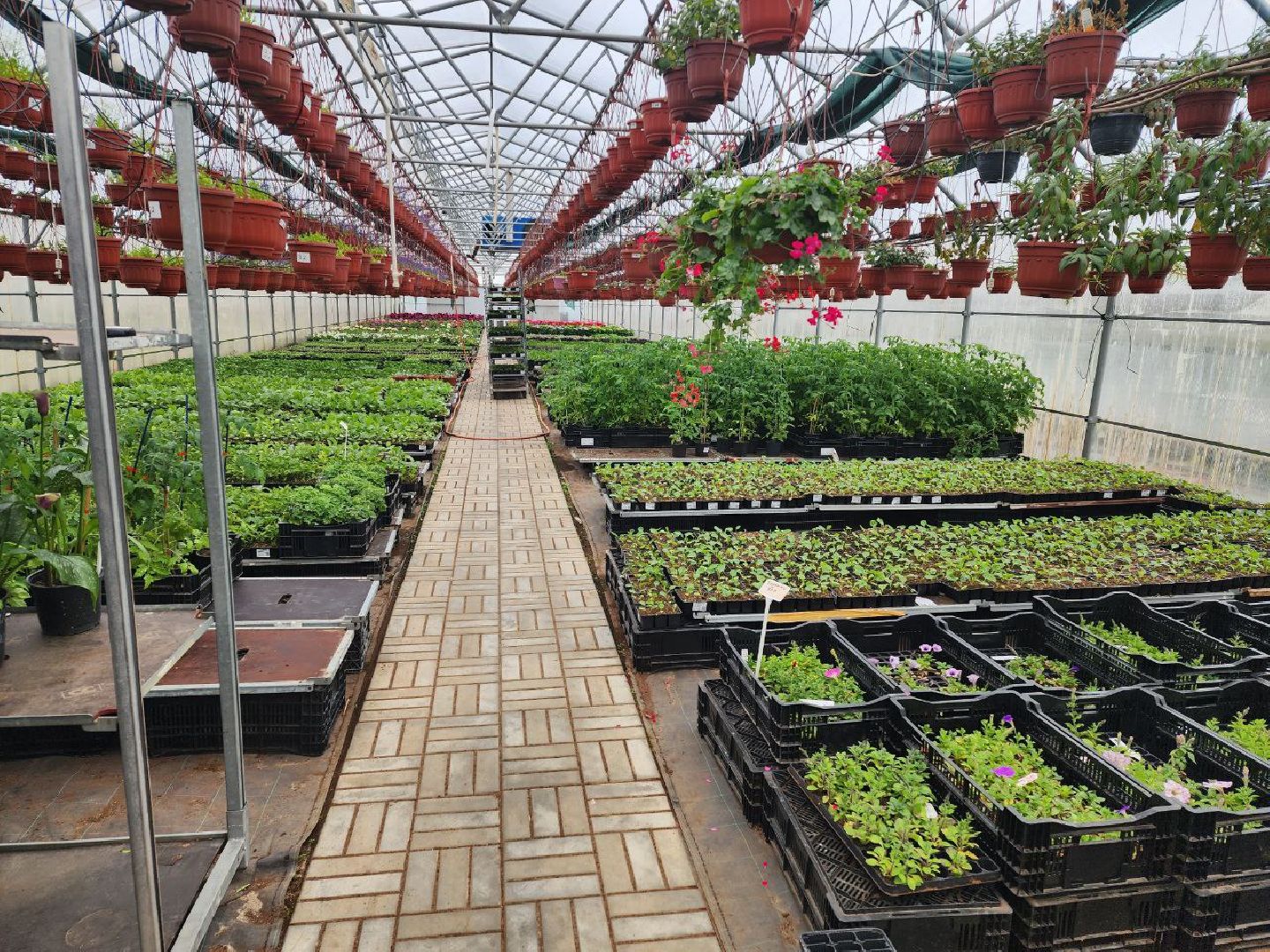 чехов, экономика, тепличный комплекс, рассада, цветы,