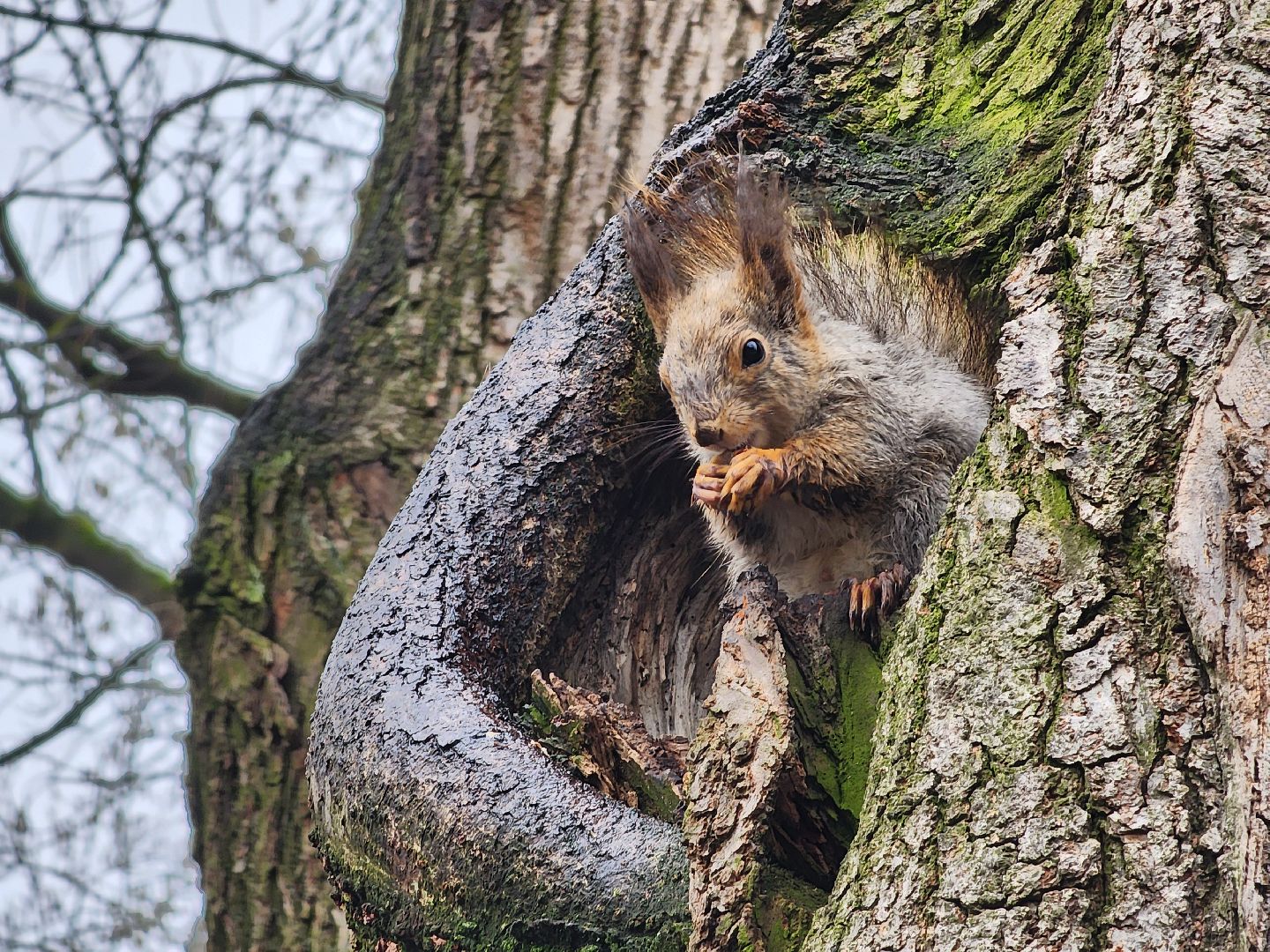 белки, кормушки, лес, Старая Купавна, Богородский городской округ,