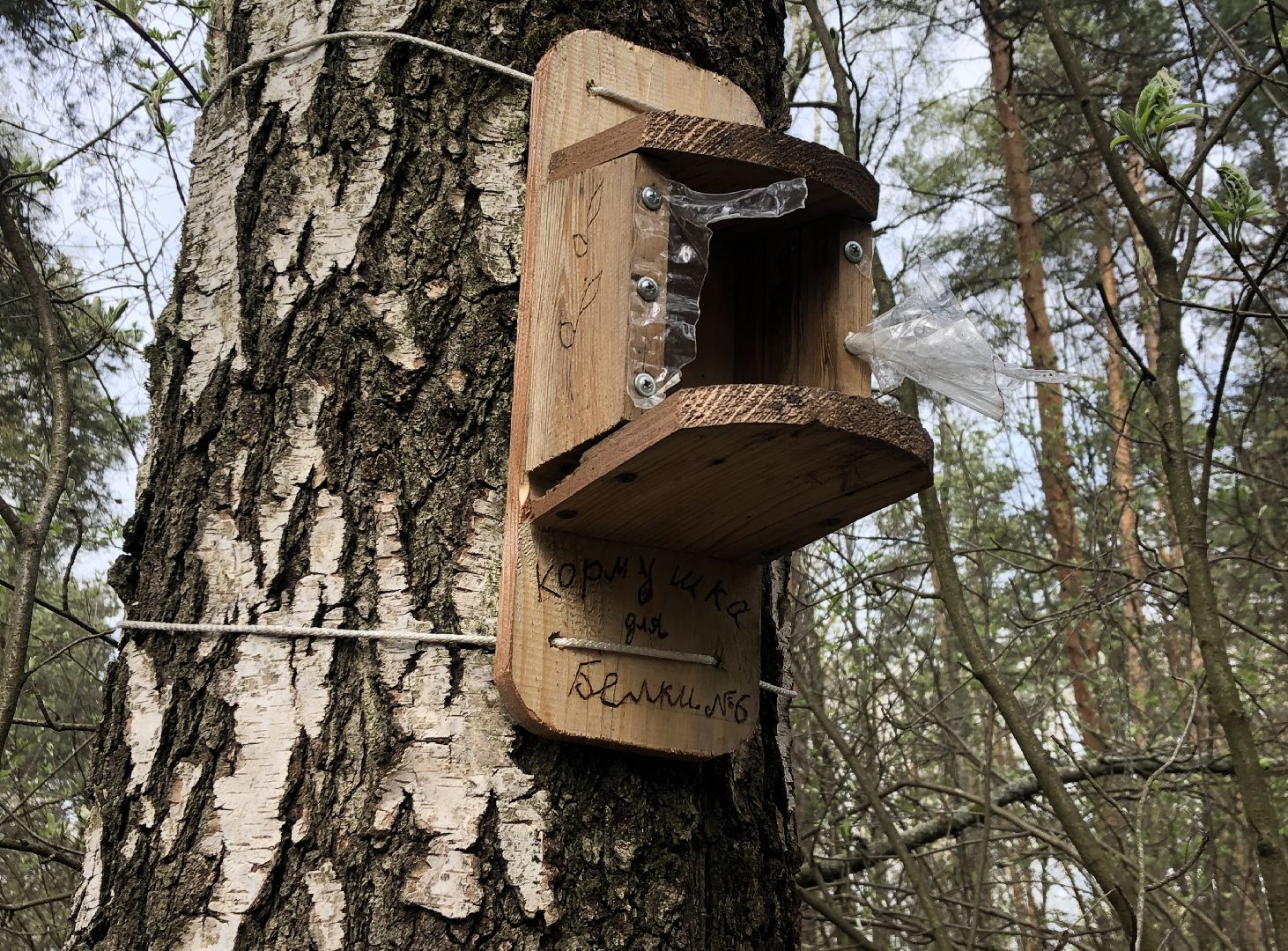 белки, кормушки, лес, Старая Купавна, Богородский городской округ,