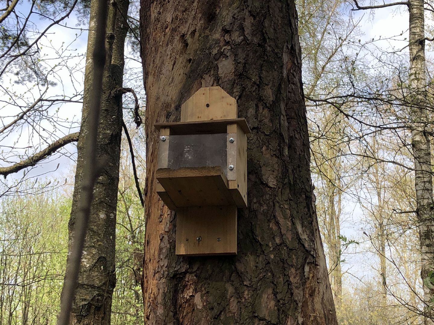 белки, кормушки, лес, Старая Купавна, Богородский городской округ,