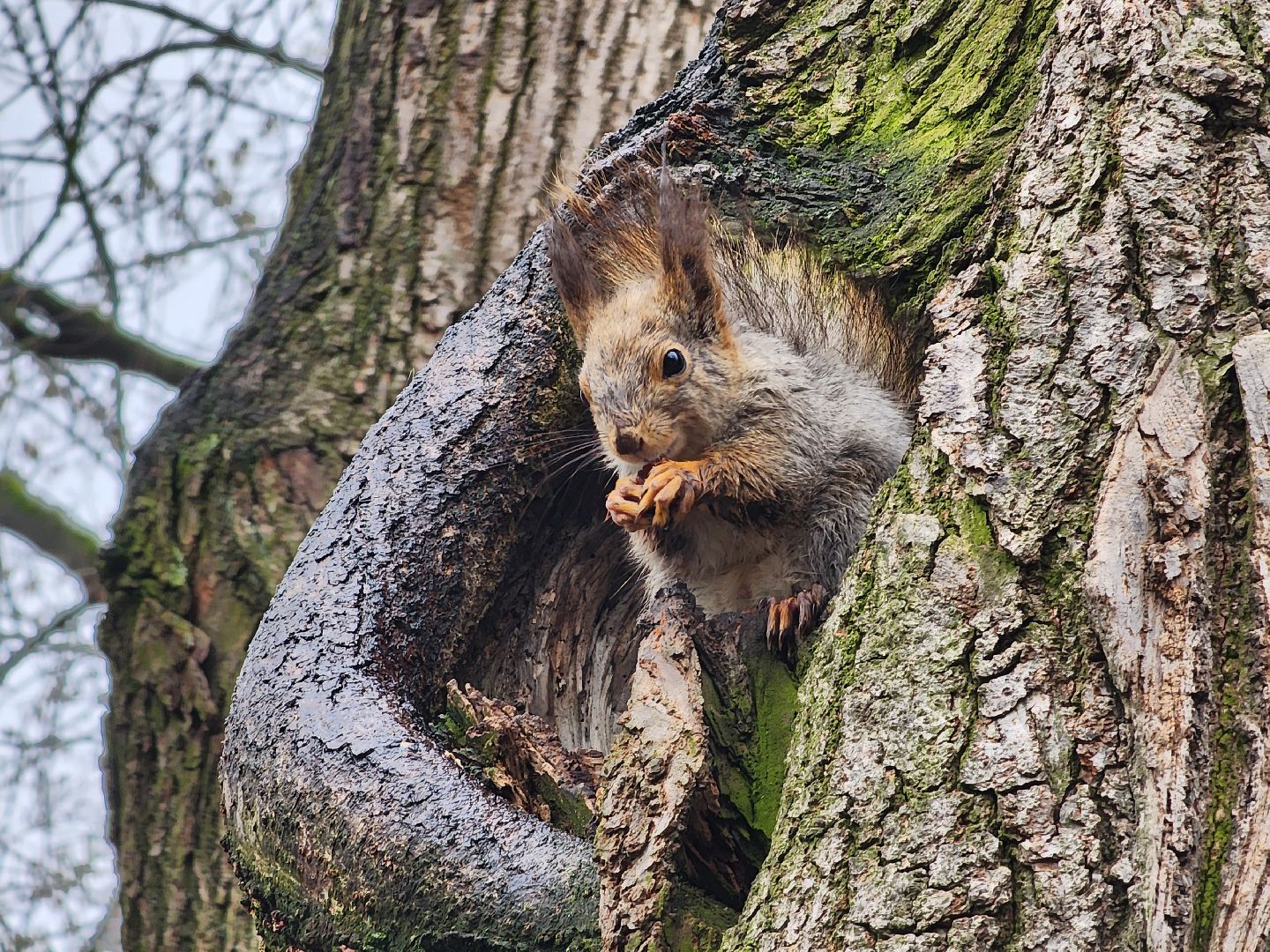 белки, кормушки, лес, Старая Купавна, Богородский городской округ,