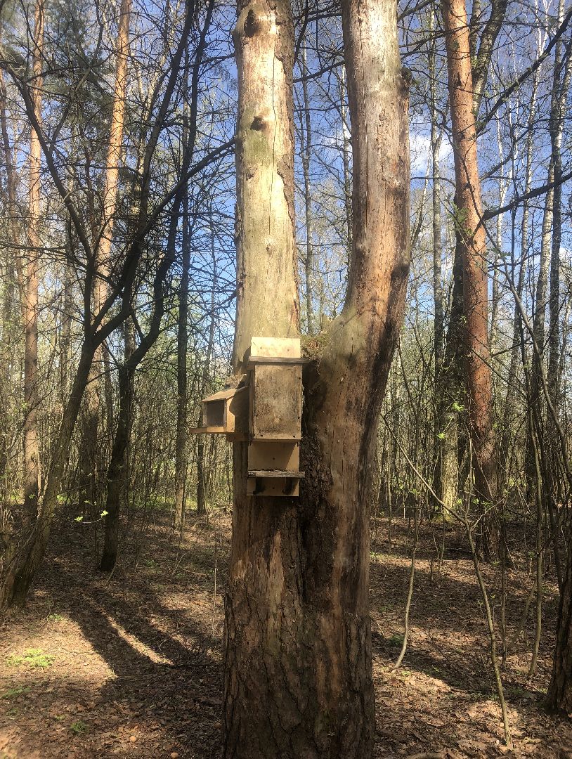 белки, кормушки, лес, Старая Купавна, Богородский городской округ,