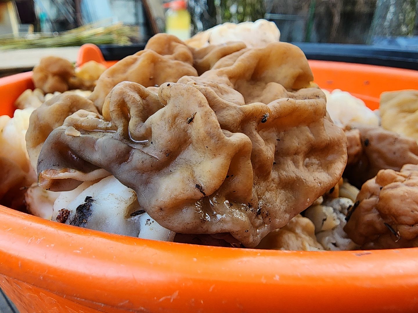 тихая охота, грибы, лес, Старая Купавна, Богородский городской округ,