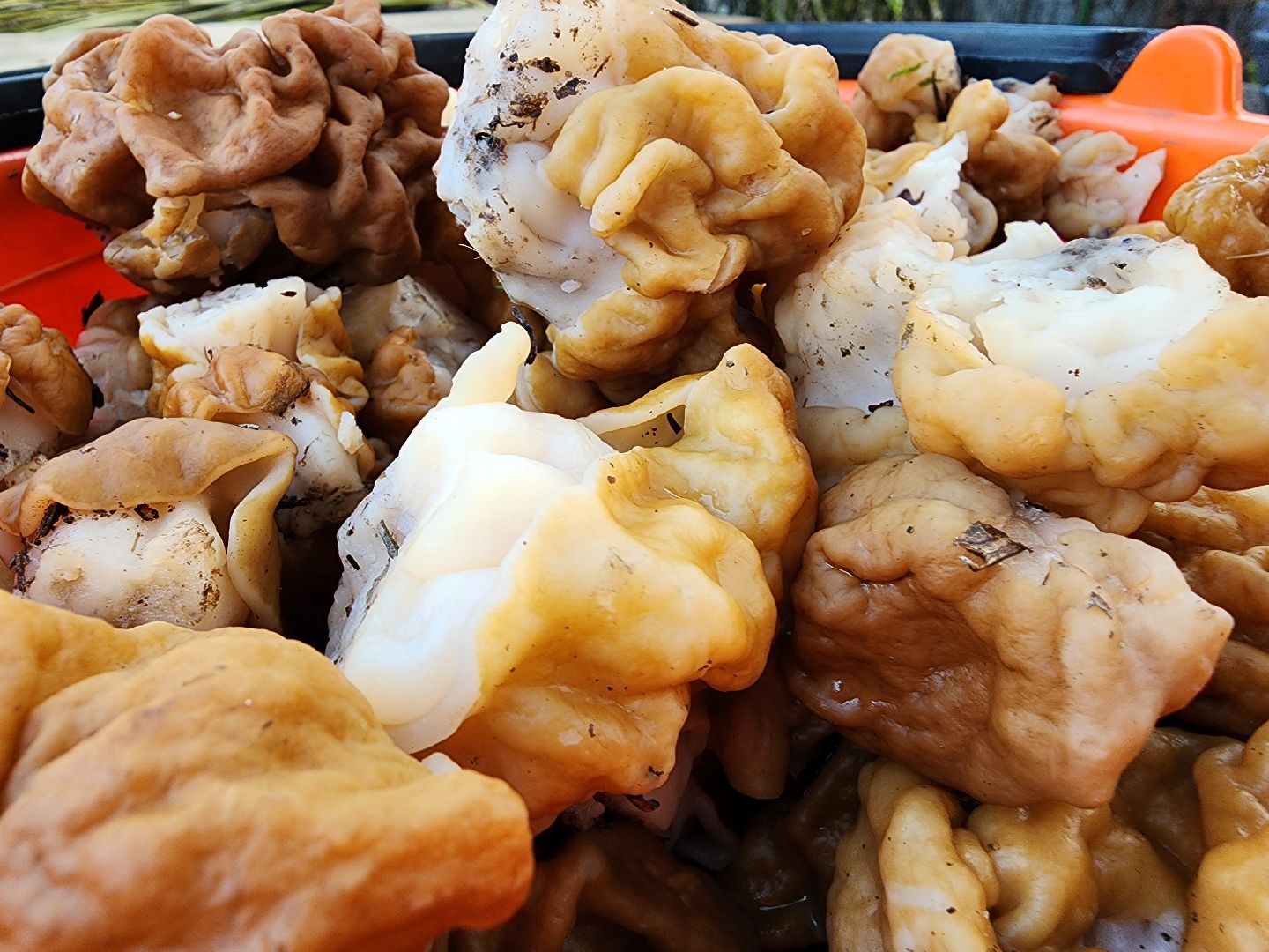 тихая охота, грибы, лес, Старая Купавна, Богородский городской округ,