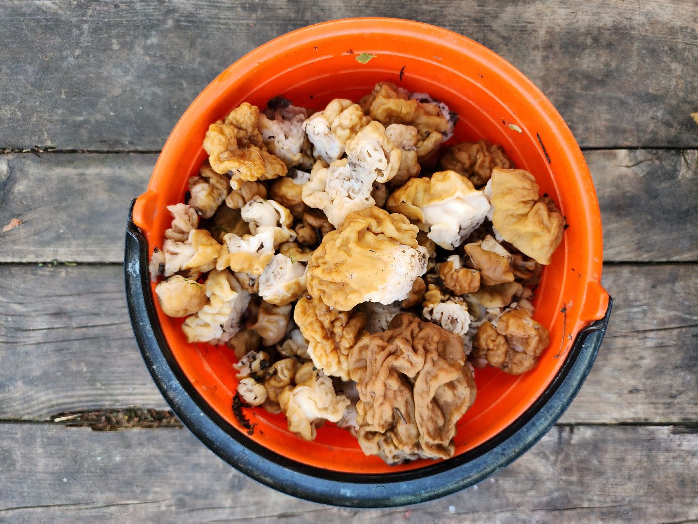 тихая охота, грибы, лес, Старая Купавна, Богородский городской округ,