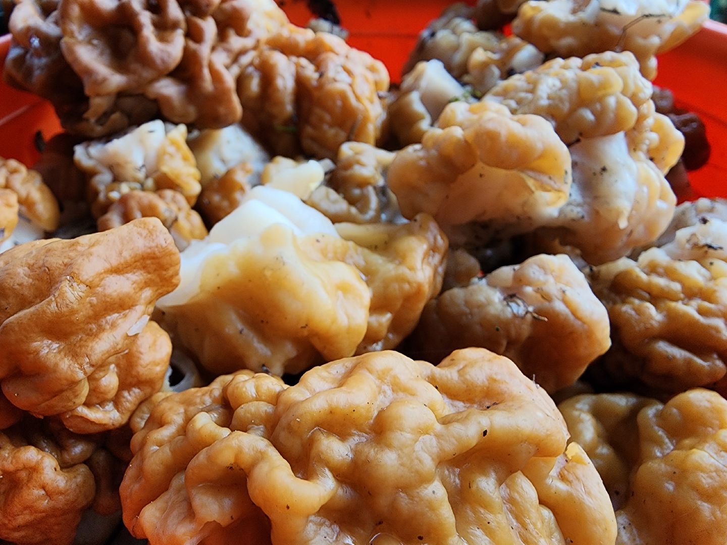 тихая охота, грибы, лес, Старая Купавна, Богородский городской округ,