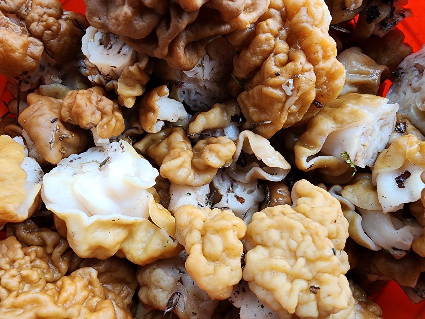 тихая охота, грибы, лес, Старая Купавна, Богородский городской округ,