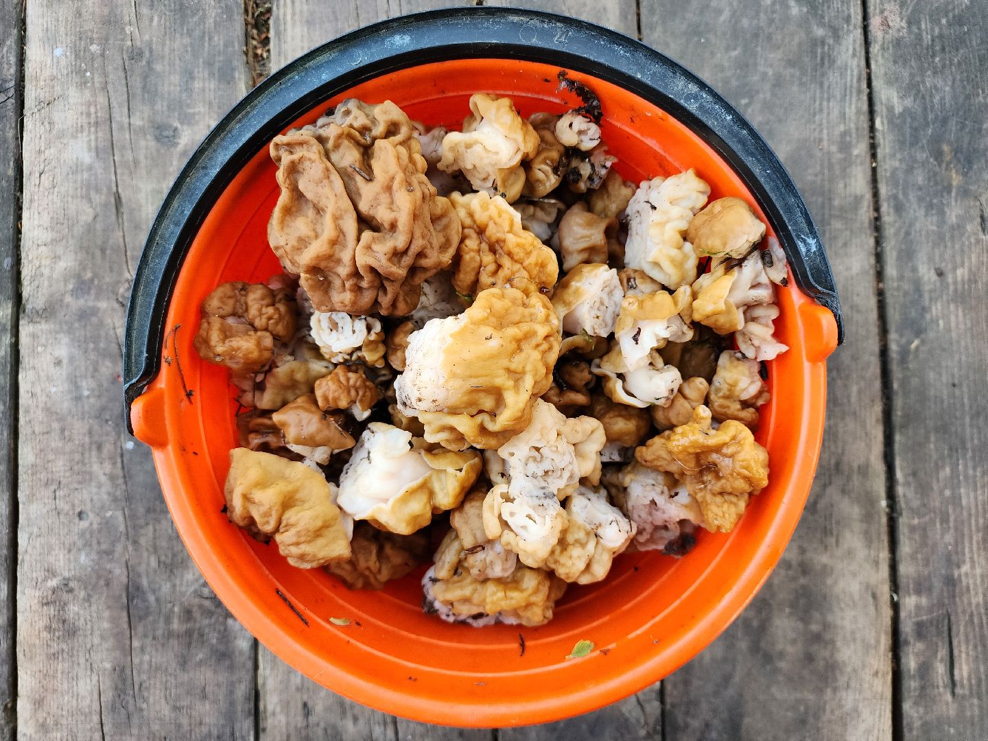 тихая охота, грибы, лес, Старая Купавна, Богородский городской округ,