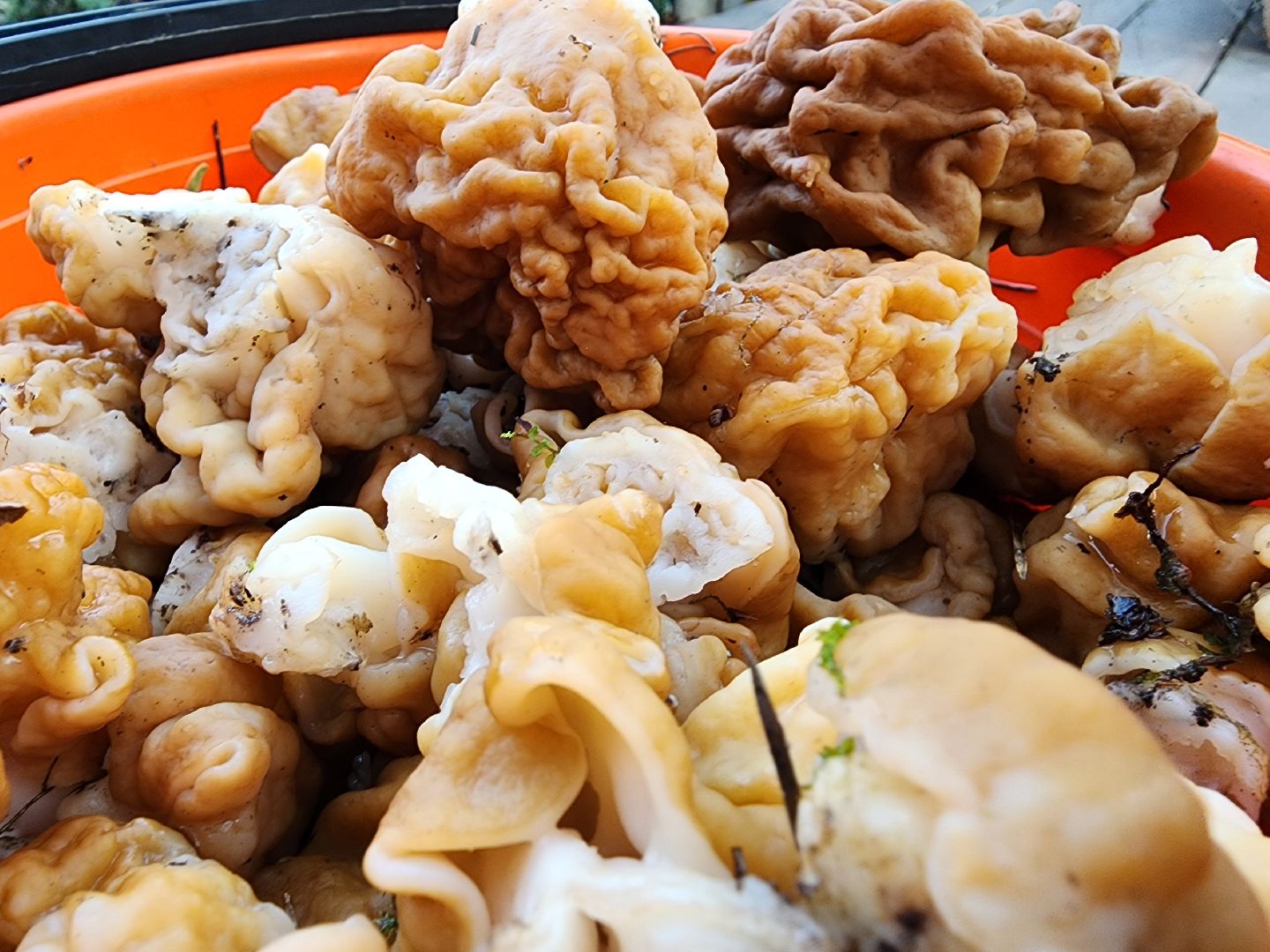 тихая охота, грибы, лес, Старая Купавна, Богородский городской округ,