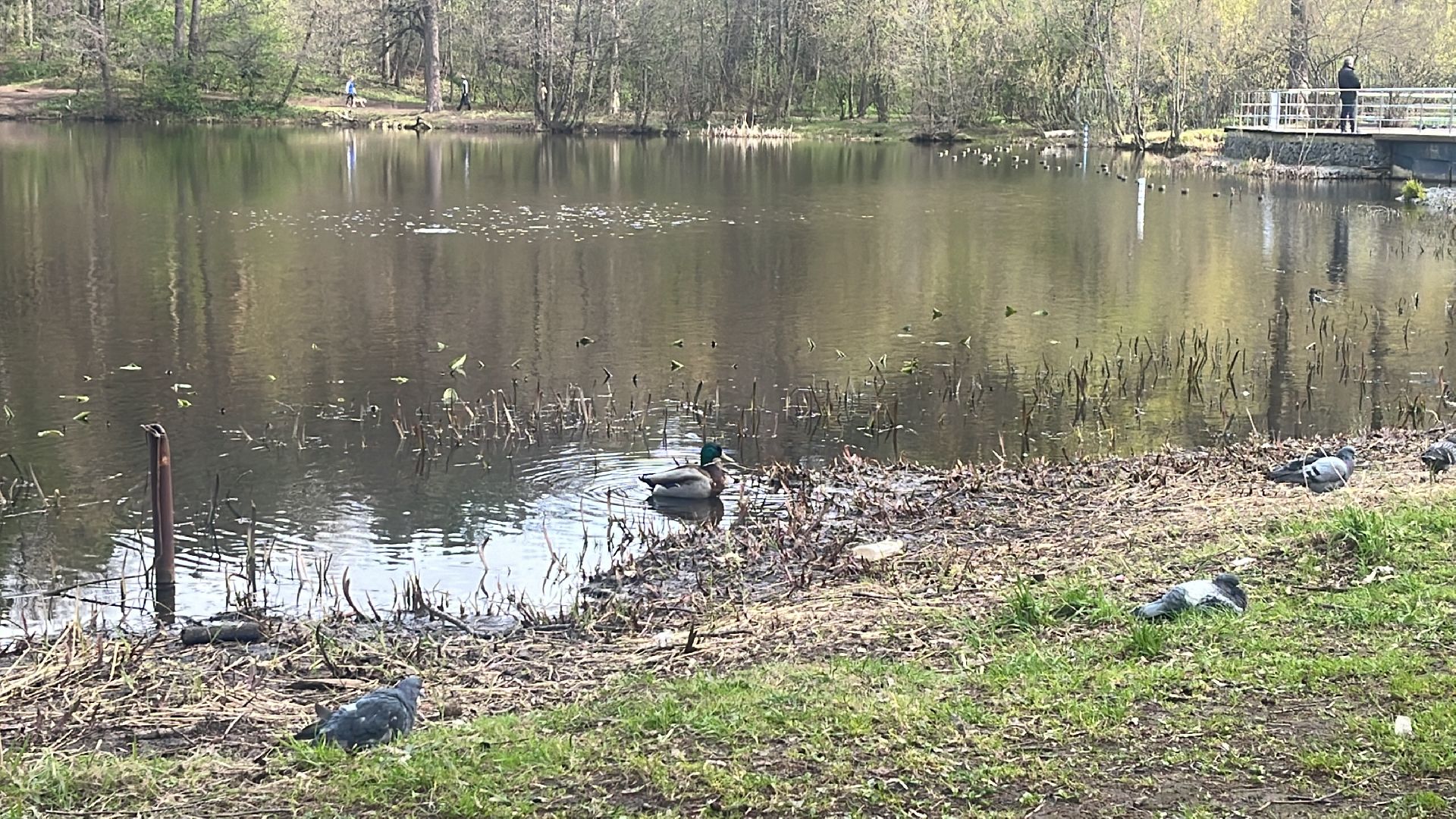 отдых, вода, отдых у воды, места отдыха, балашиха,