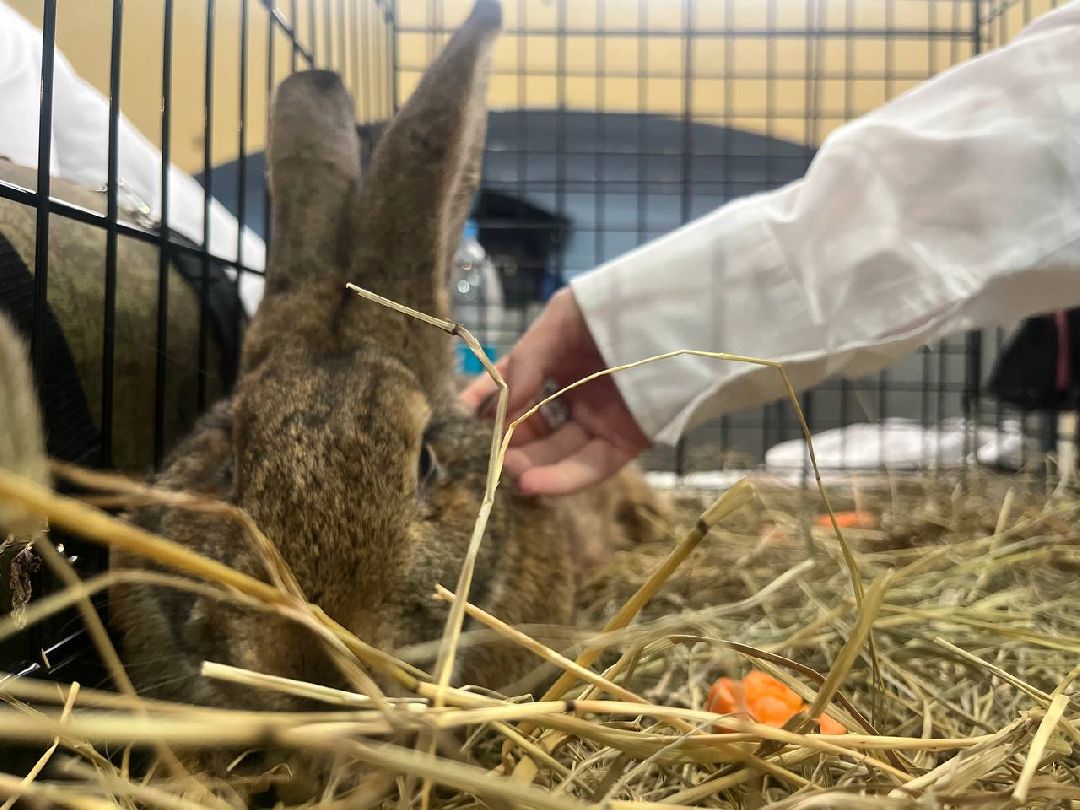 Можайск, МожайскийГородскойОкруг, Подмосковье, МожайскийТехникум, Фестиваль, ПутьНавыков, МинистерствоОбразованияМО