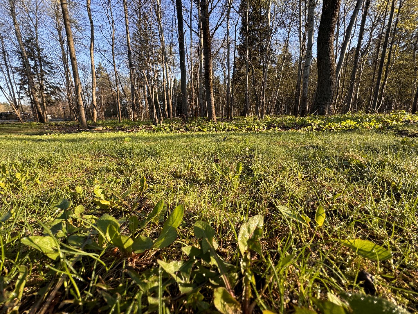 Одинцово, Клещи, обработка от клещей,