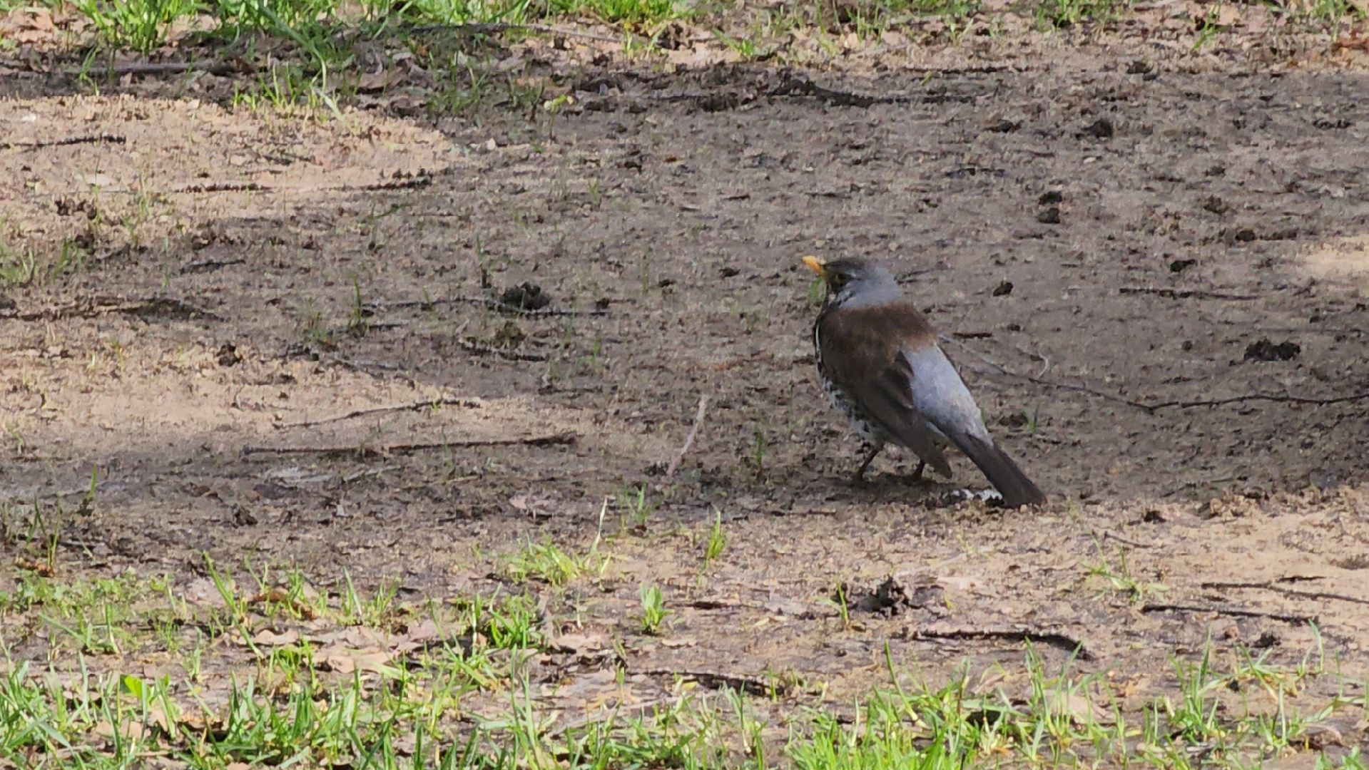 ступино, парки подмосковья, природа подмосковья, перелетные птицы,