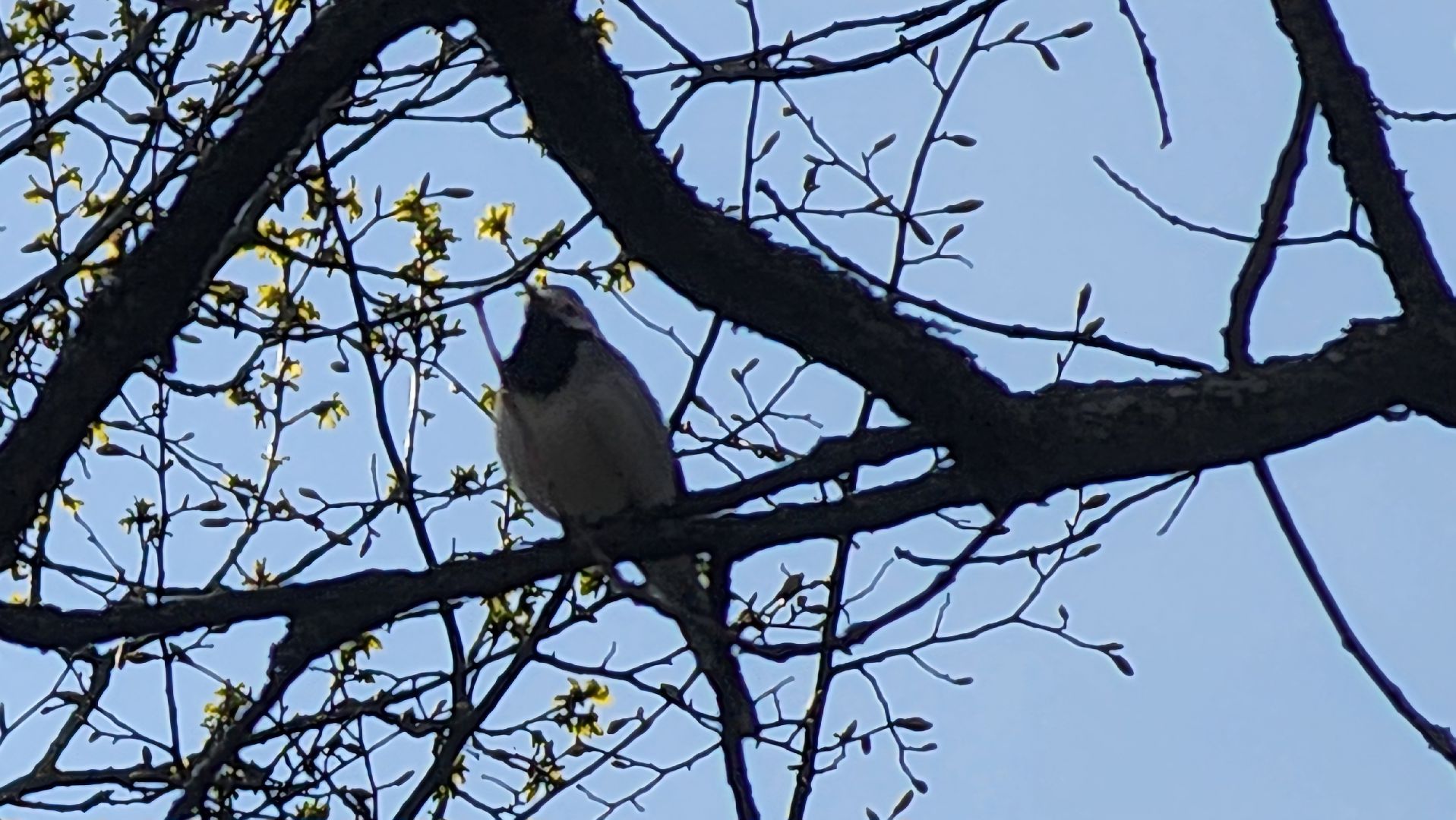 ступино, парки подмосковья, природа подмосковья, перелетные птицы,