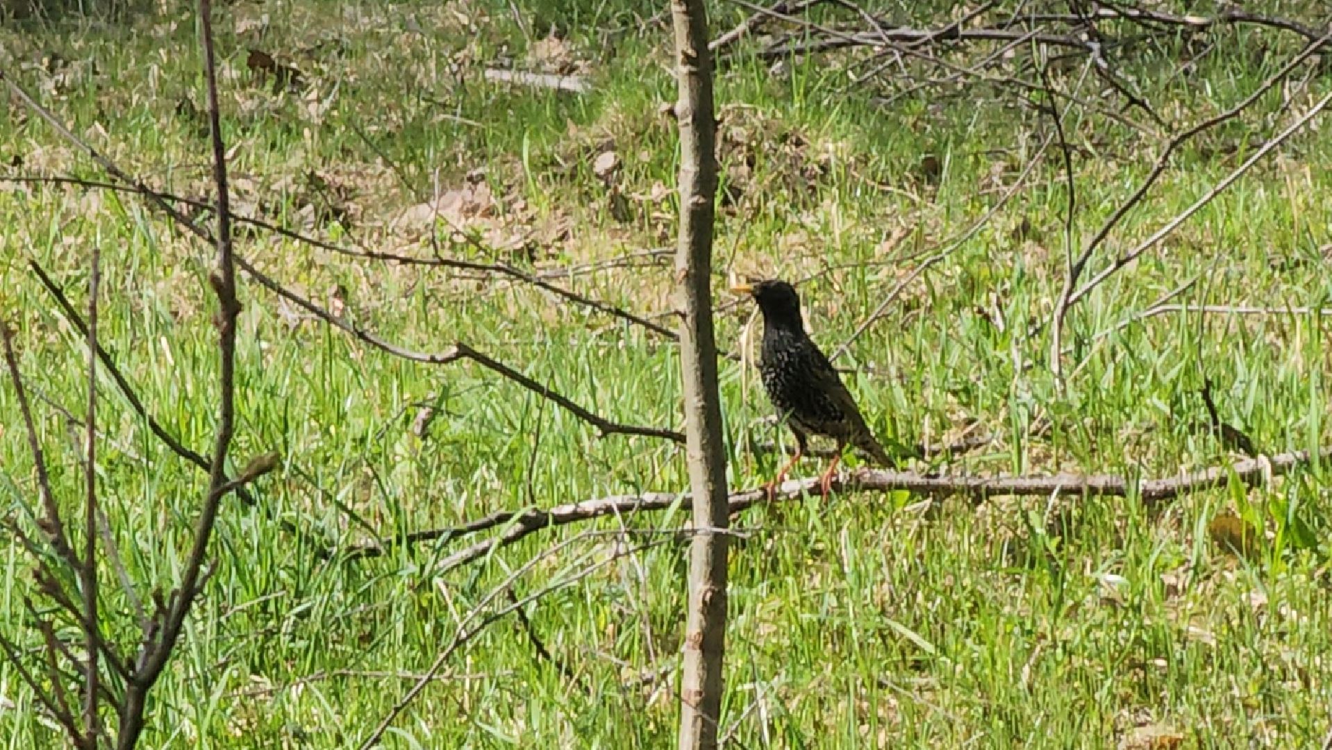 ступино, парки подмосковья, природа подмосковья, перелетные птицы,