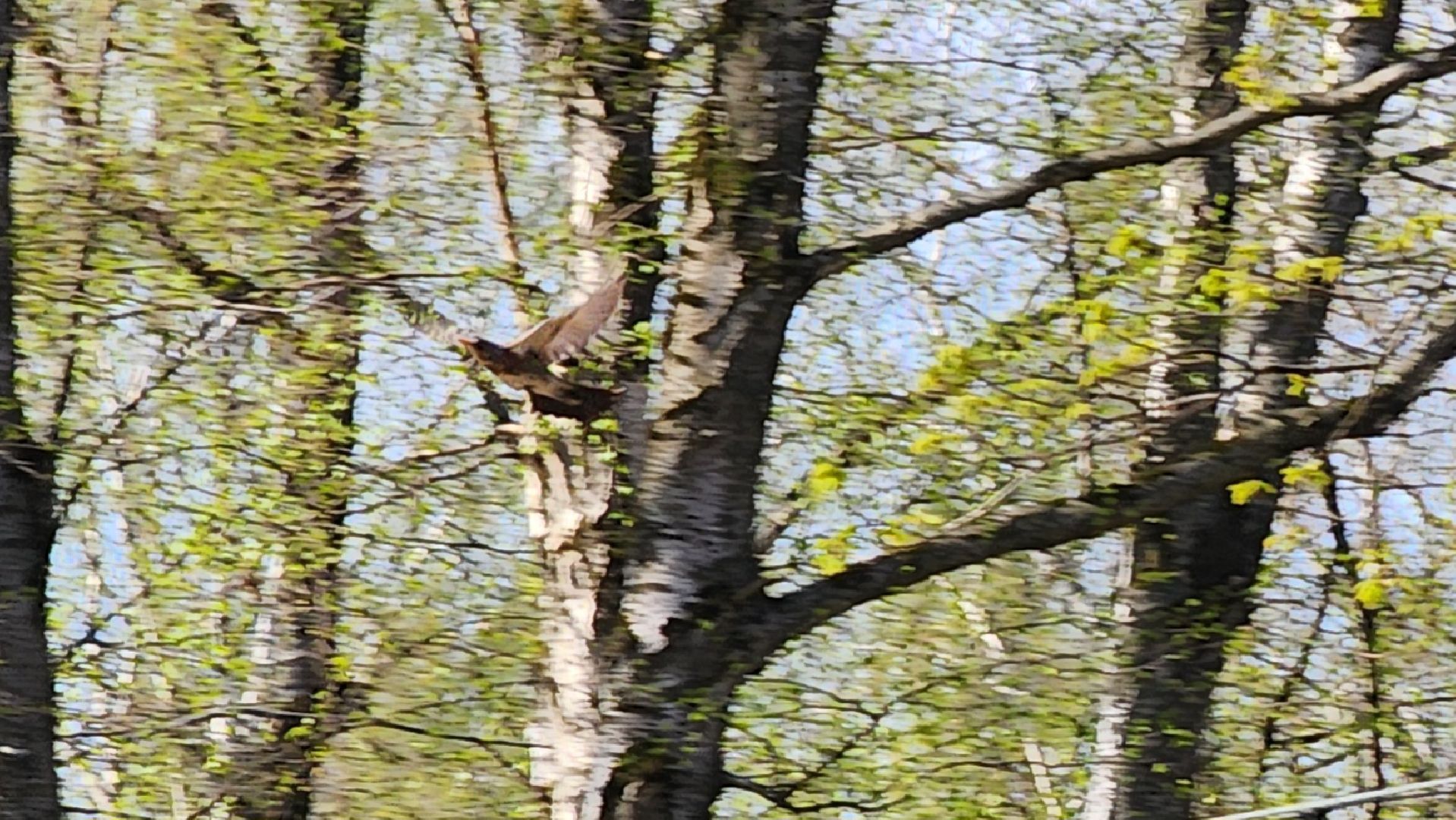 ступино, парки подмосковья, природа подмосковья, перелетные птицы,