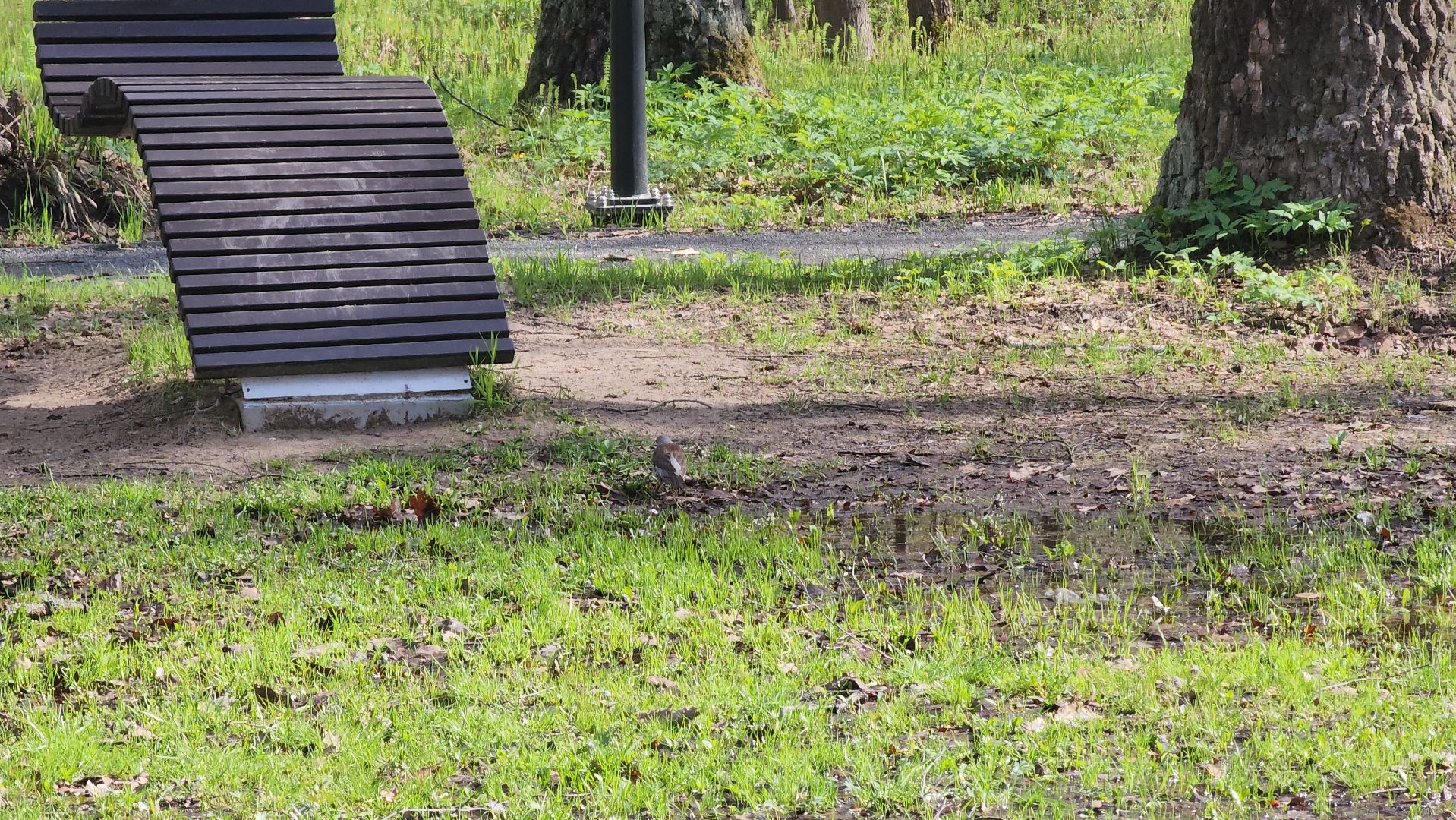 ступино, парки подмосковья, природа подмосковья, перелетные птицы,