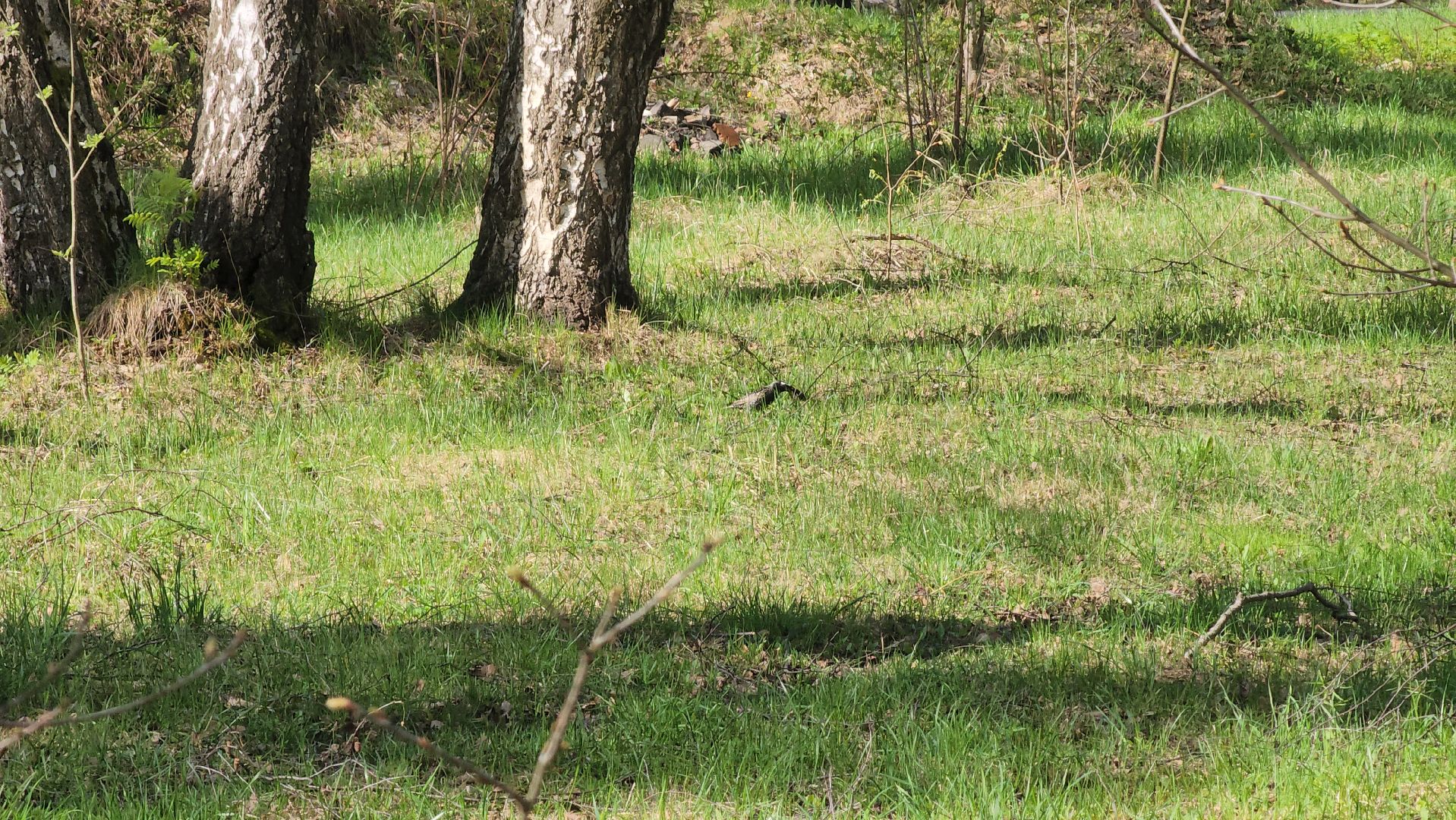 ступино, парки подмосковья, природа подмосковья, перелетные птицы,