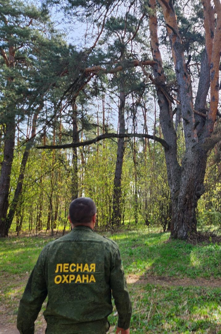 серпухов, подмосковье, русский лес, сосна,