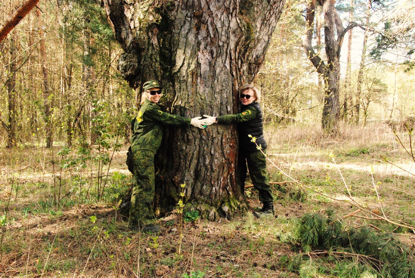 серпухов, подмосковье, русский лес, сосна,