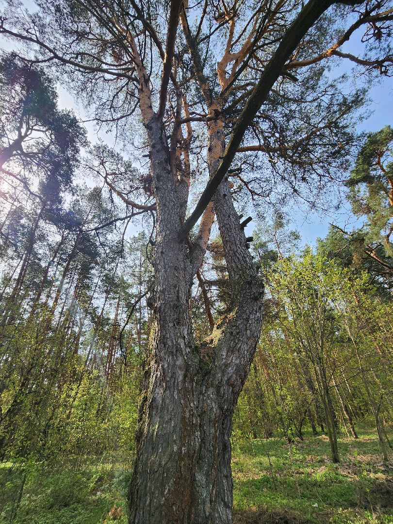 серпухов, подмосковье, русский лес, сосна,
