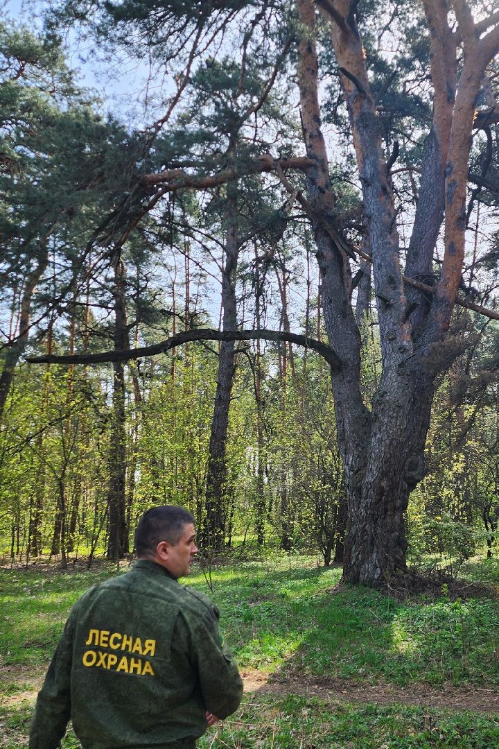 серпухов, подмосковье, русский лес, сосна,