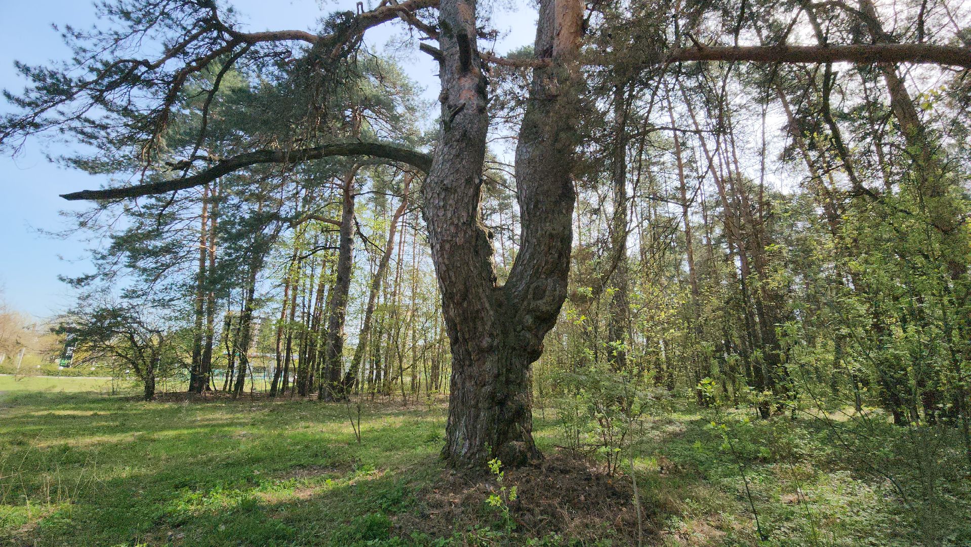 серпухов, подмосковье, русский лес, сосна,