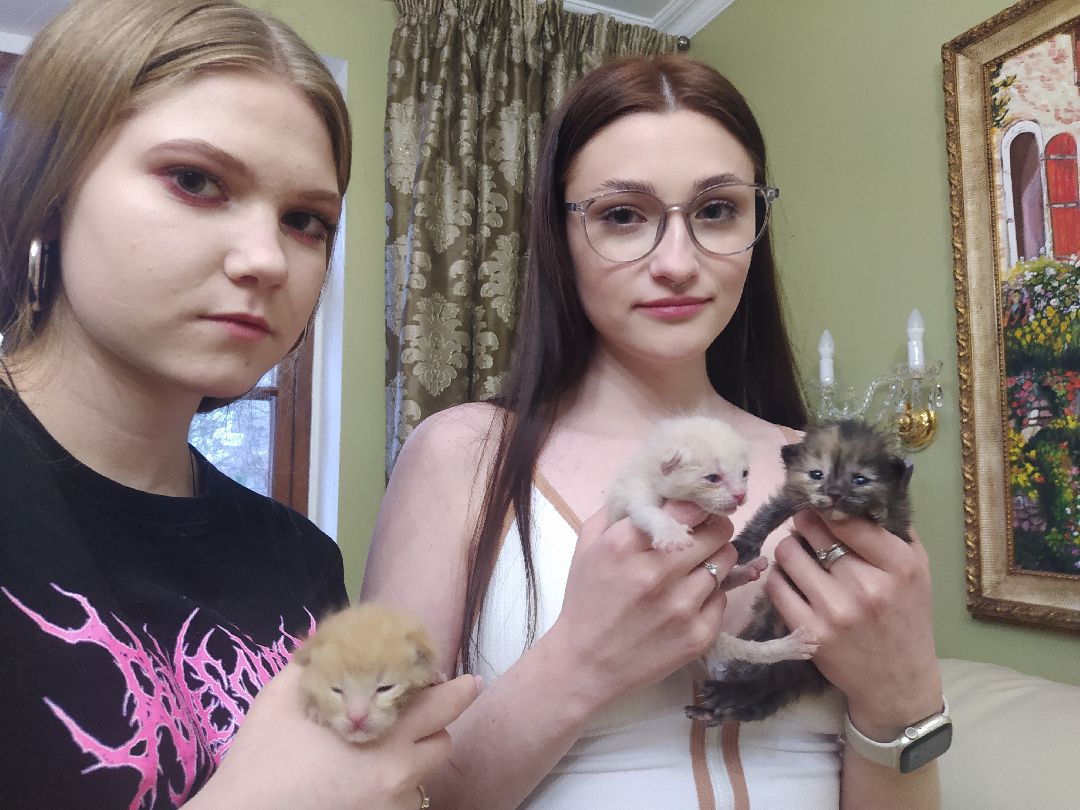 #Котята #Снегири #Подмосковье #Спасение #Спасениекотят #Кошки #Коты