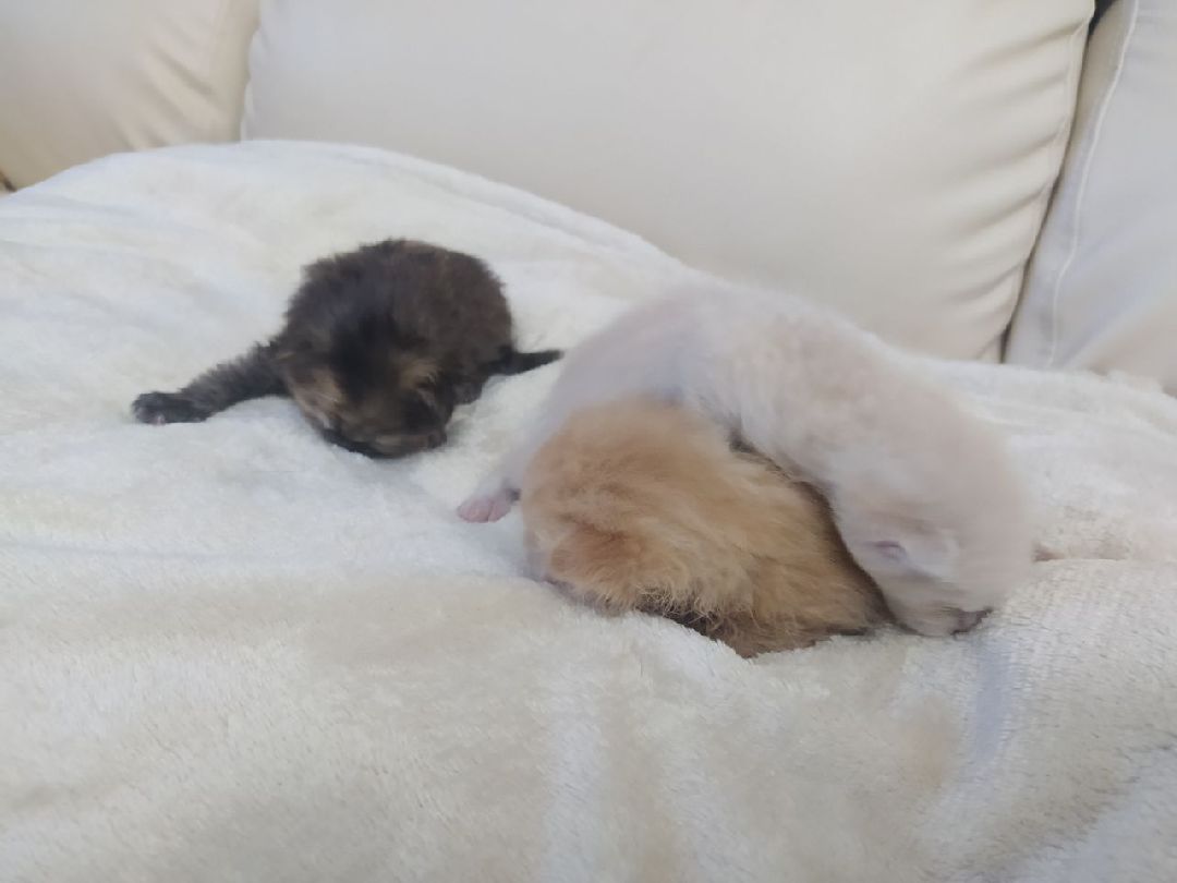 #Котята #Снегири #Подмосковье #Спасение #Спасениекотят #Кошки #Коты