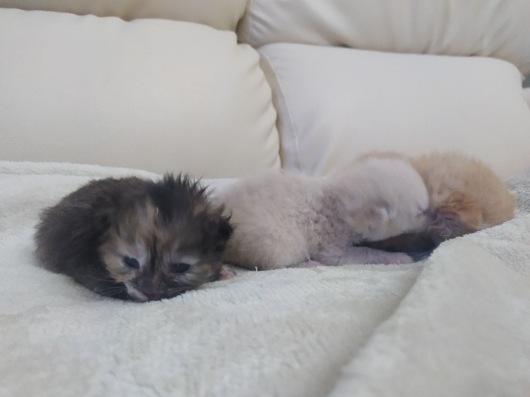 #Котята #Снегири #Подмосковье #Спасение #Спасениекотят #Кошки #Коты