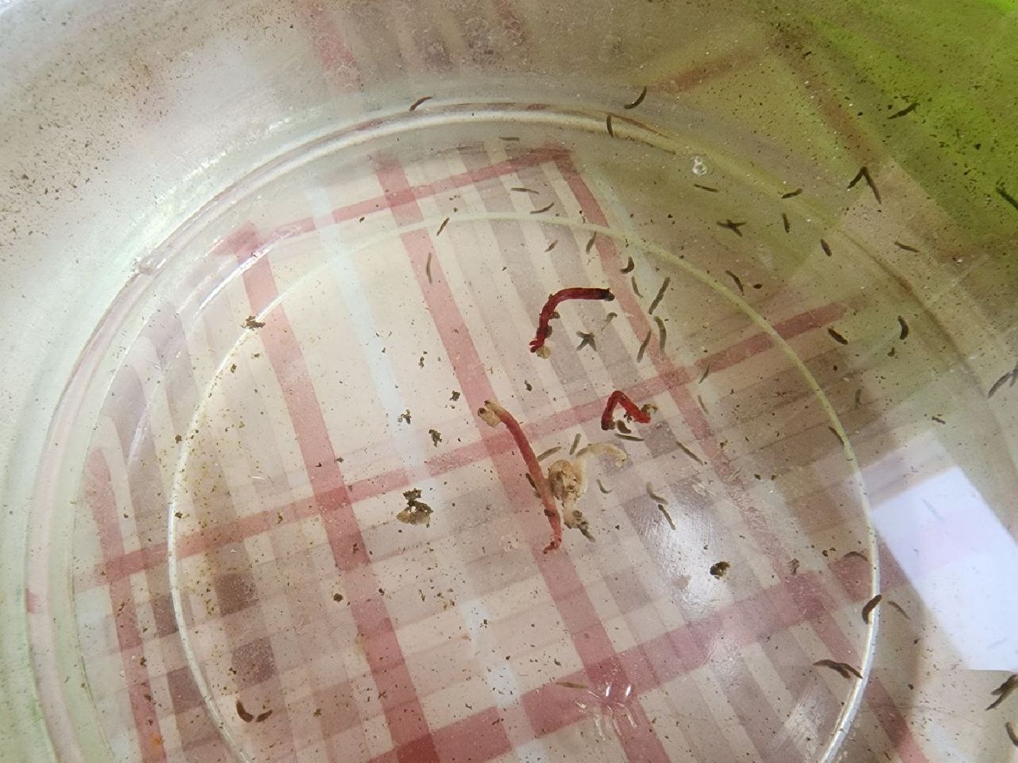 пущино, Серпухов, наука, исследования, биотех, биотехнологии,