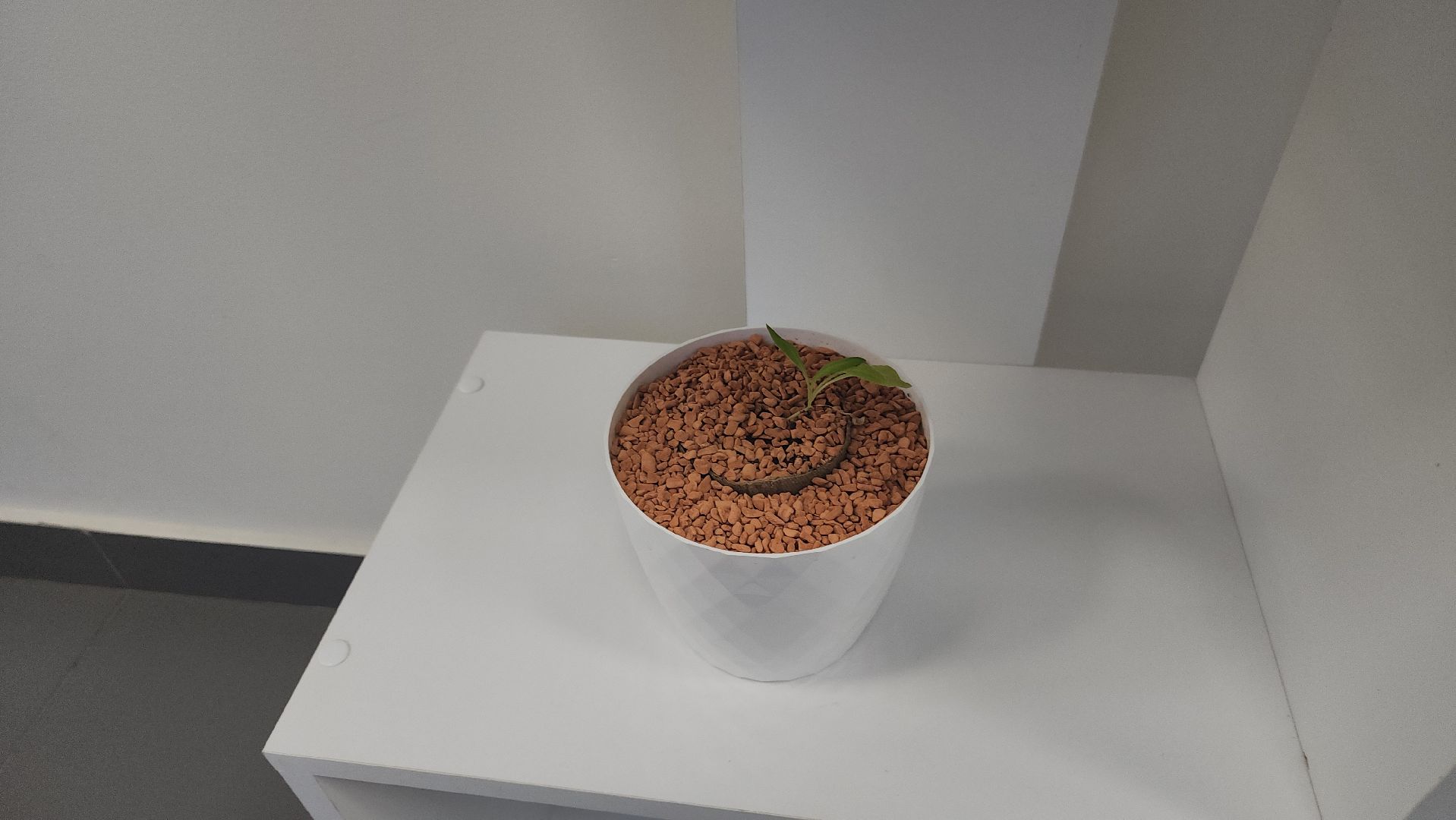 долгопрудный, мфти, Физтех сад, растения, ботаника, теплица, экология,