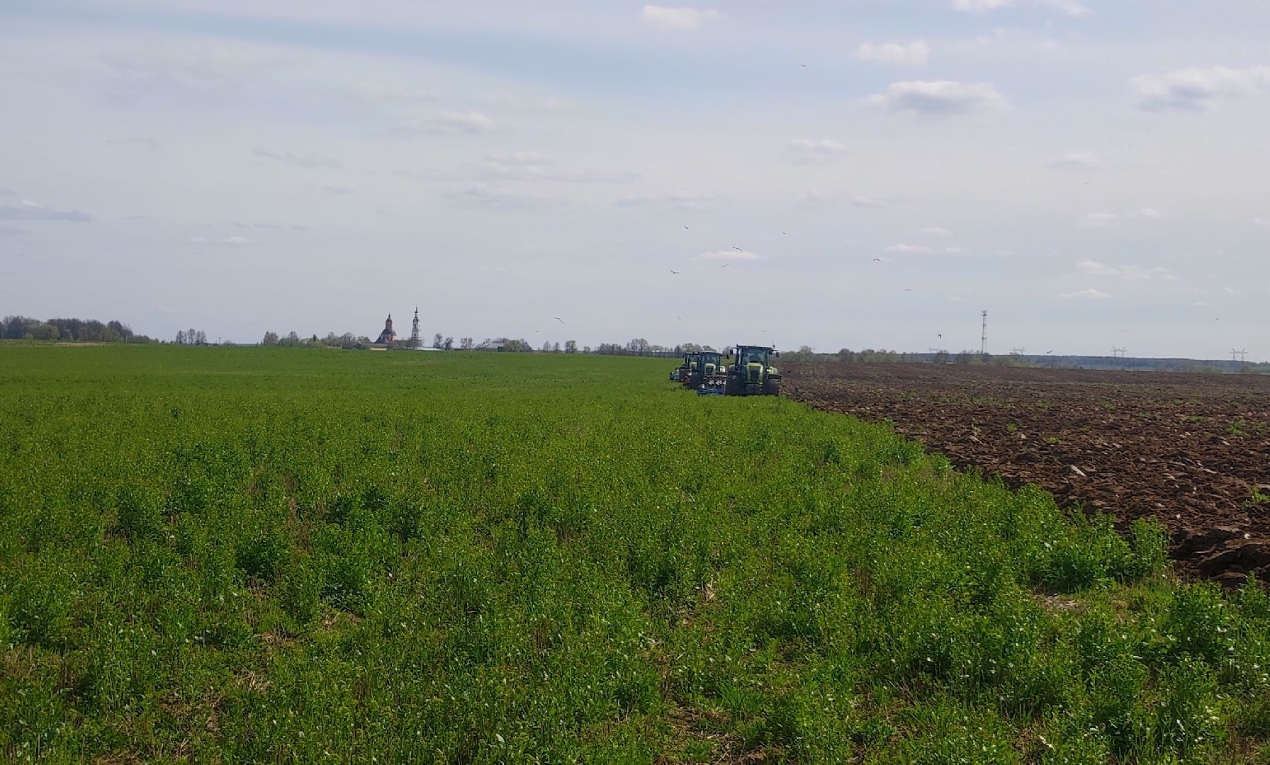 волоколамск, сельское хозяйство, молочный комплекс, животноводство, рапс, кукуруза, пшеница, рожь, молоко,