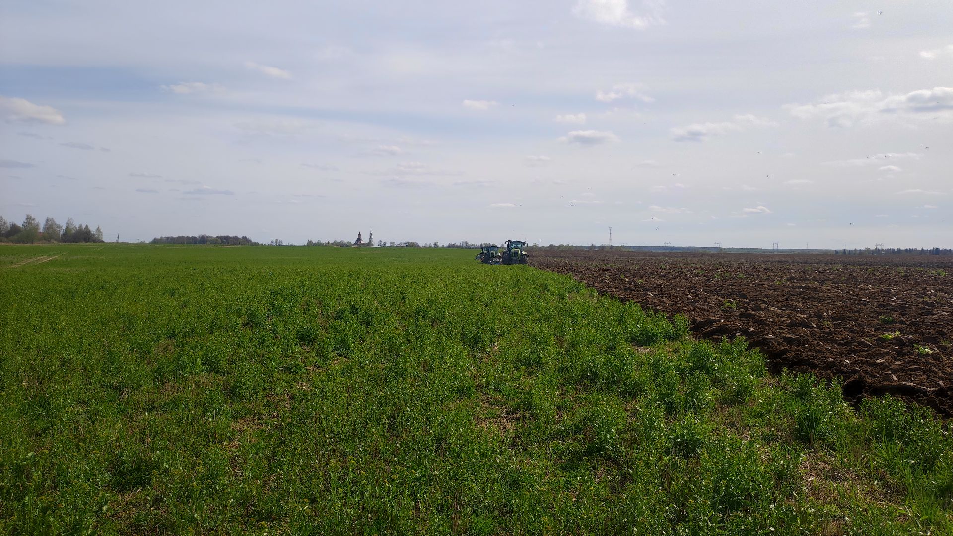 волоколамск, сельское хозяйство, молочный комплекс, животноводство, рапс, кукуруза, пшеница, рожь, молоко,