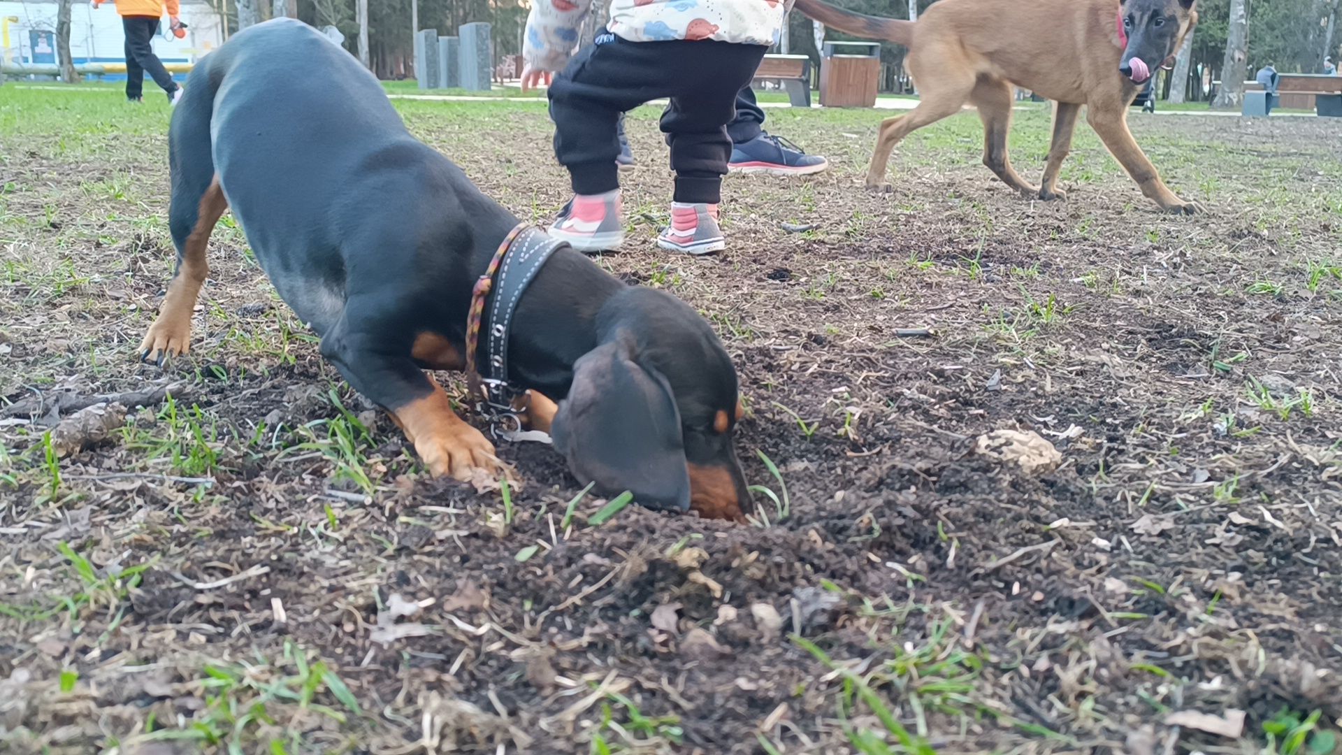 собака, клещи, парк, акция,