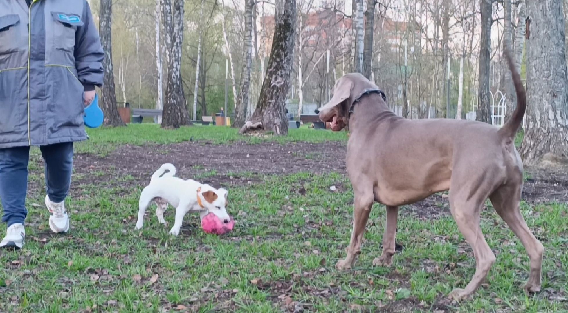 собака, клещи, парк, акция,