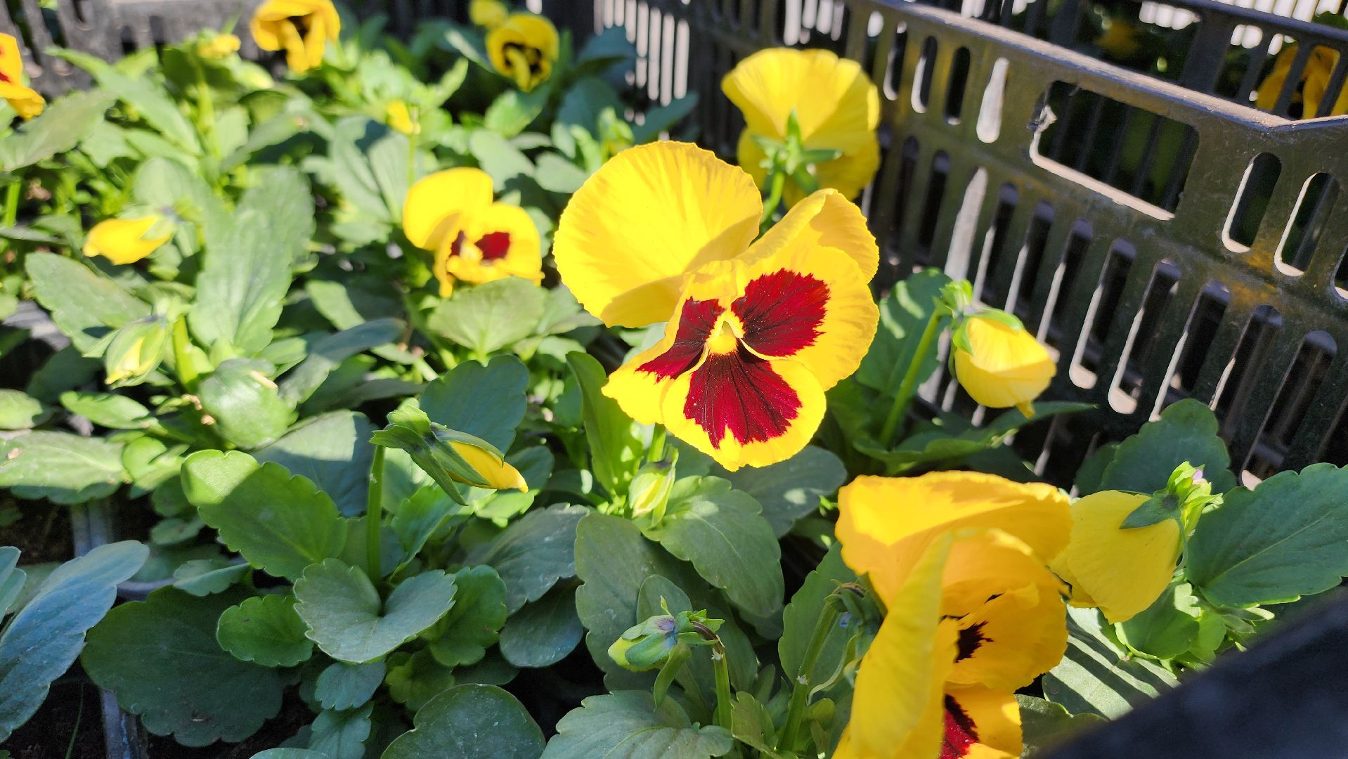 Егорьевск, Цветы, Благоустройство, Подмосковье, московская область,