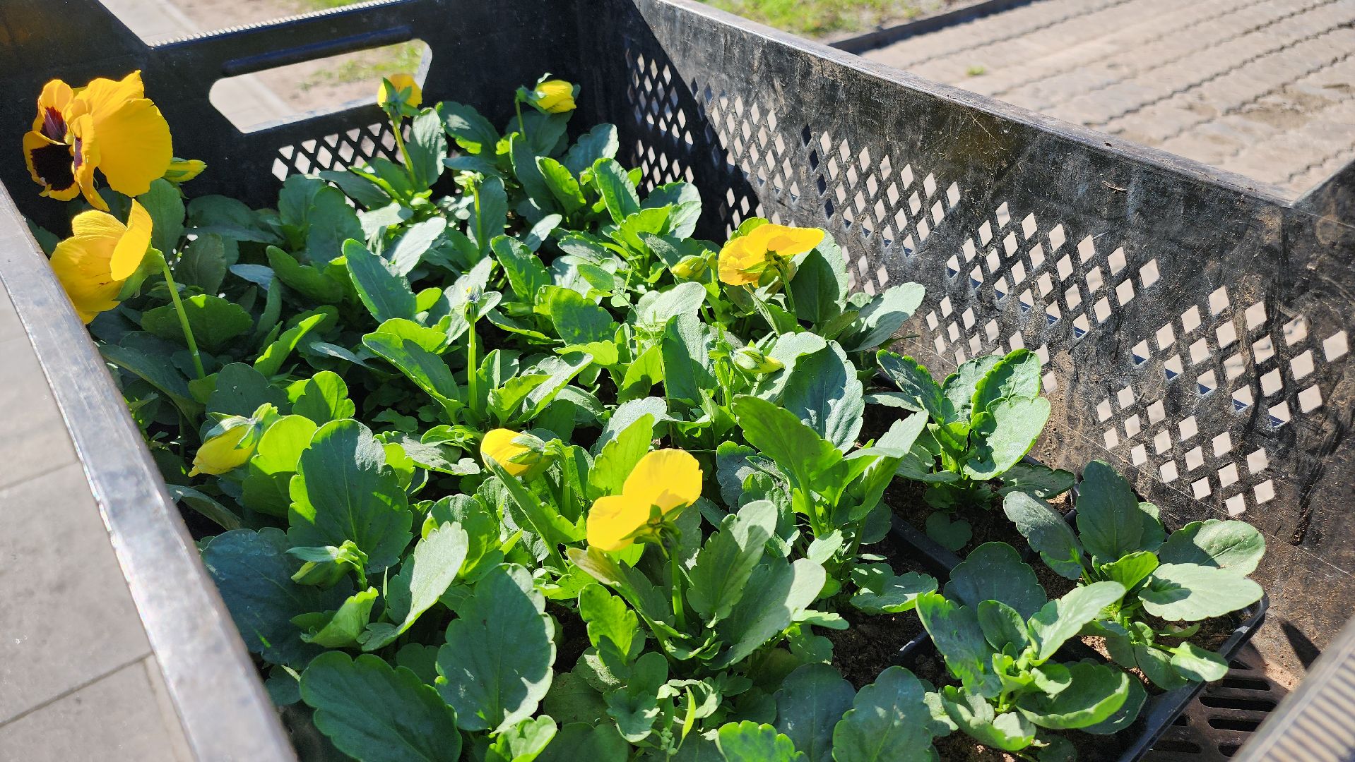 Егорьевск, Цветы, Благоустройство, Подмосковье, московская область,